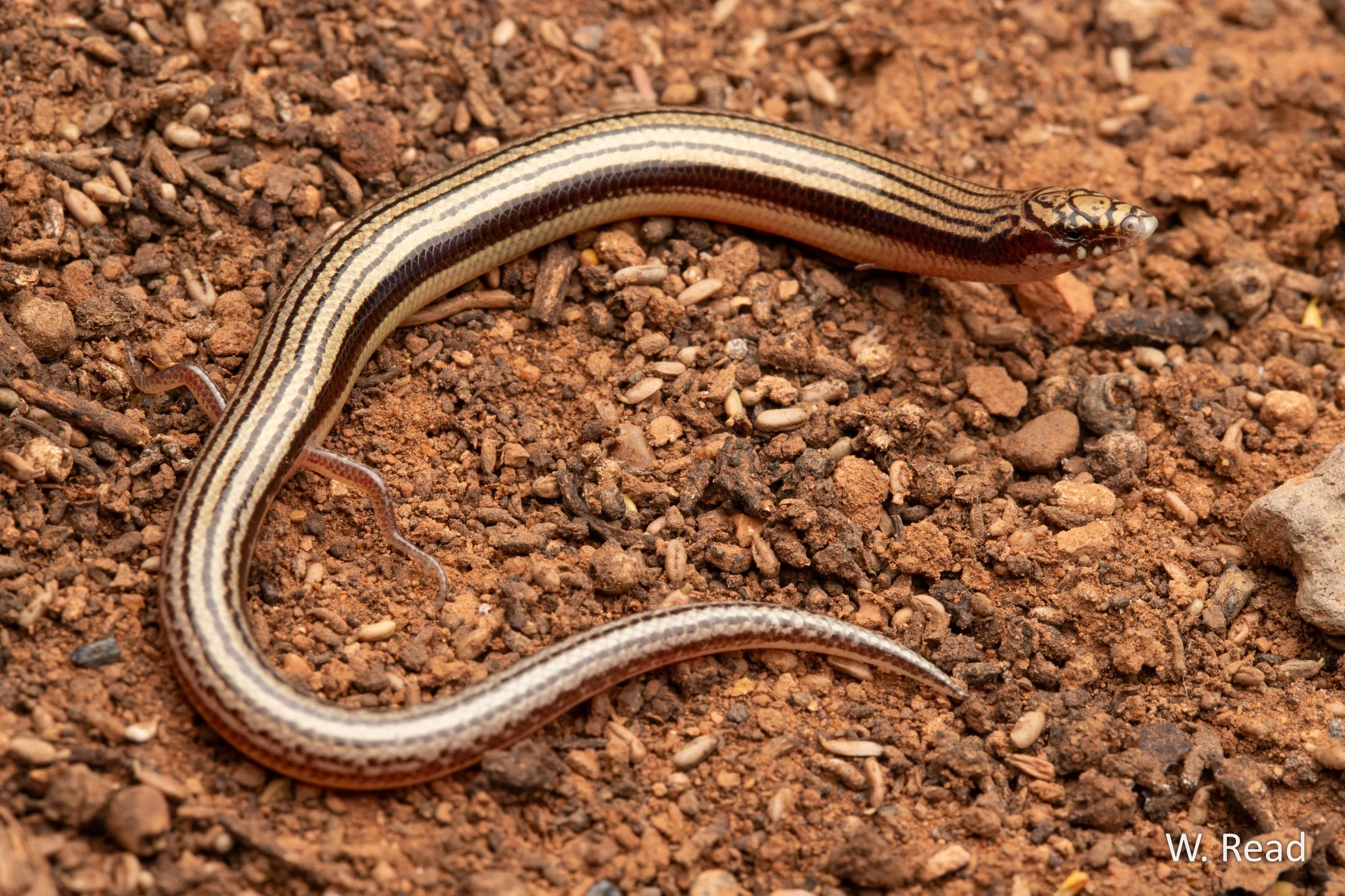 Lerista picturata. Norseman area, WA. 2025