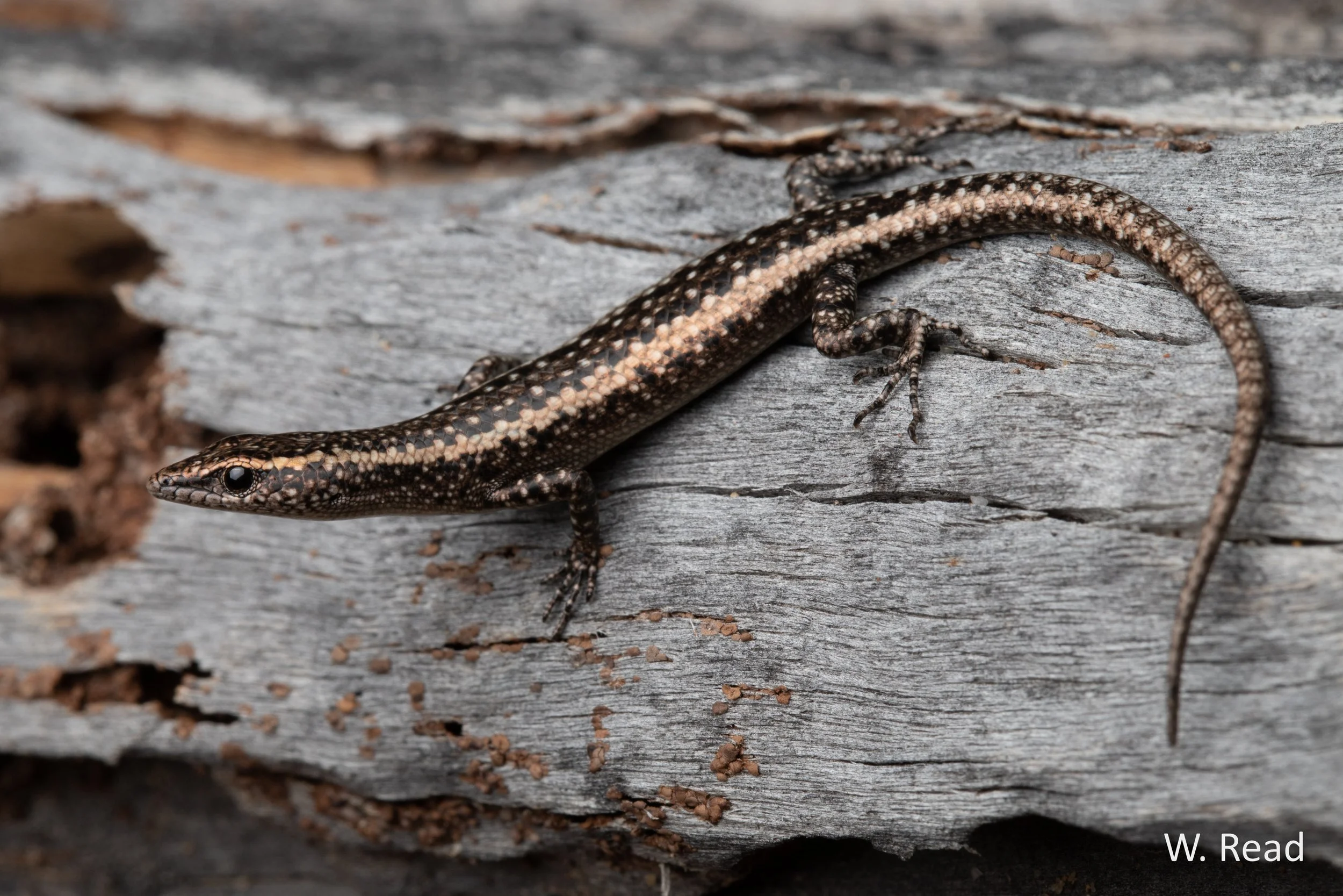 Cryptoblepharus pannosus. Richmond, Qld. 2023
