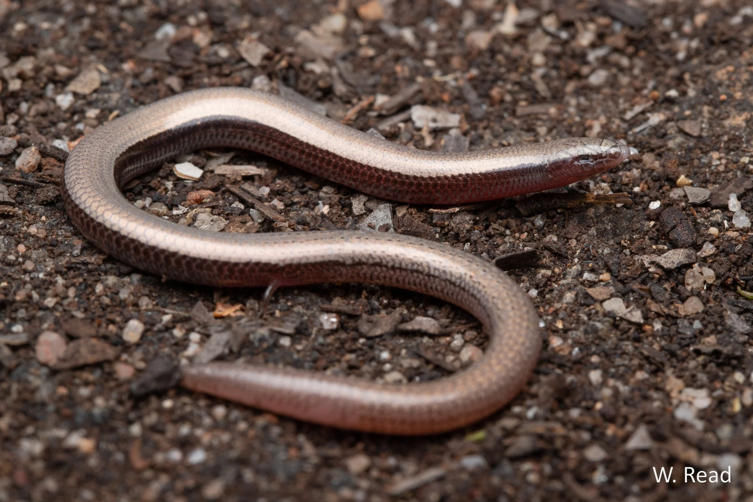 Lerista vanderduysi. Gilberton, Qld. 2022