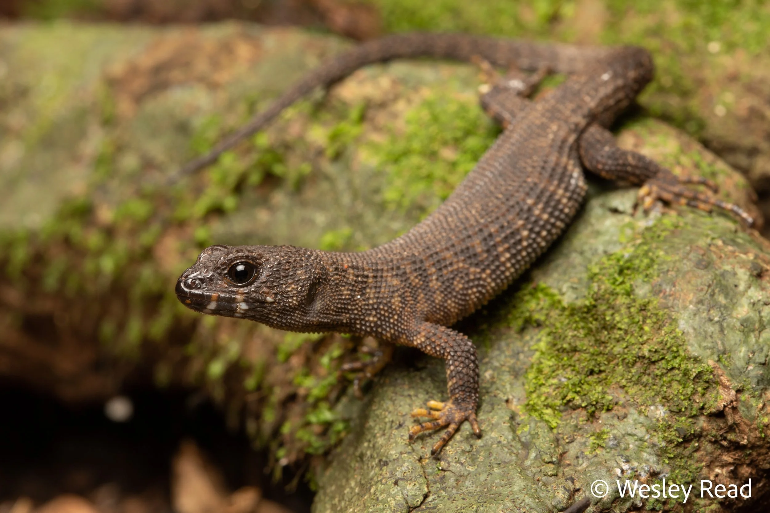Concinnia queenslandiae. Lake Eacham, Qld. 2020
