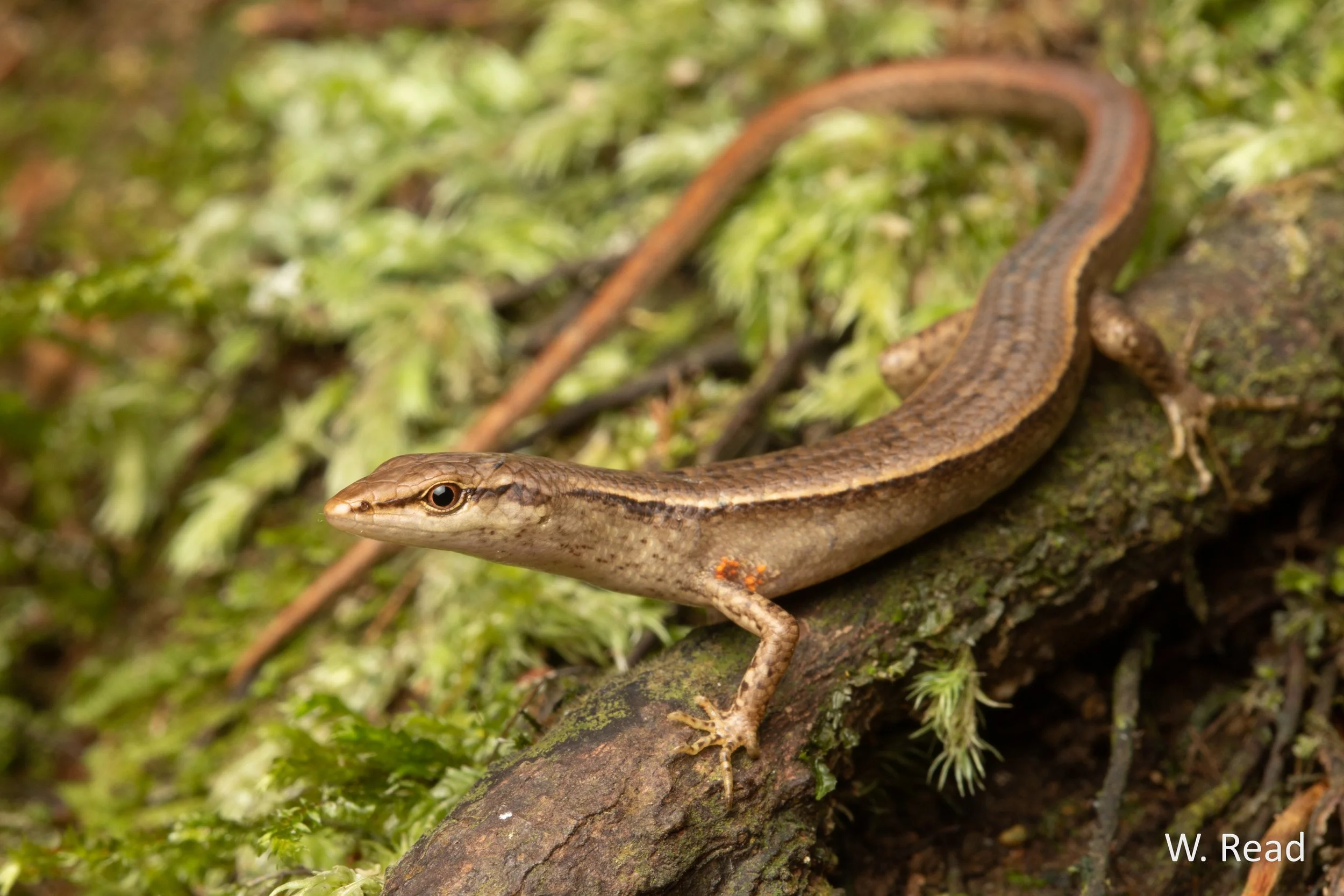 Saproscincus eungellensis. Eungella, Qld. 2020