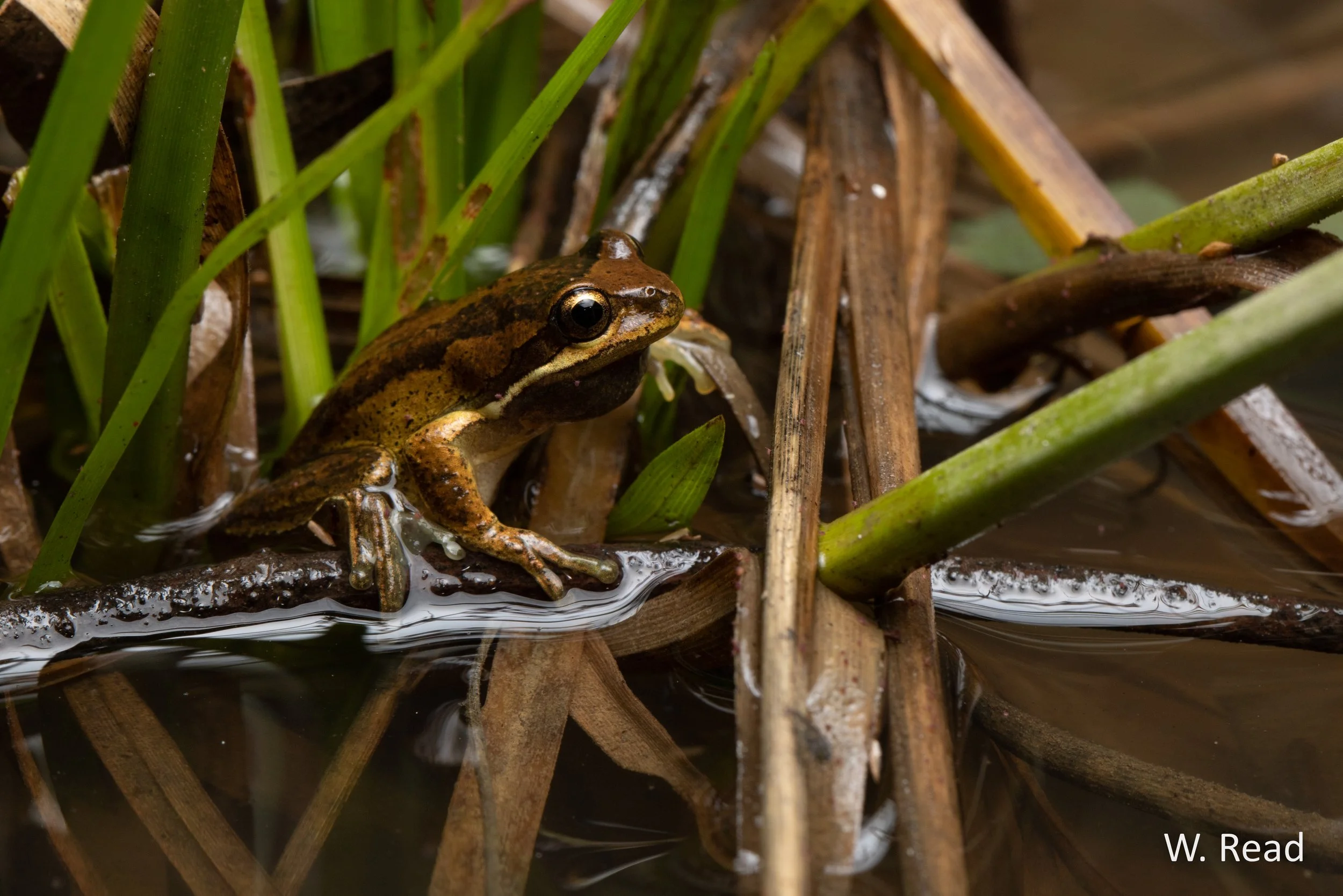 Litoria paraewingi. Albury, NSW. 2023