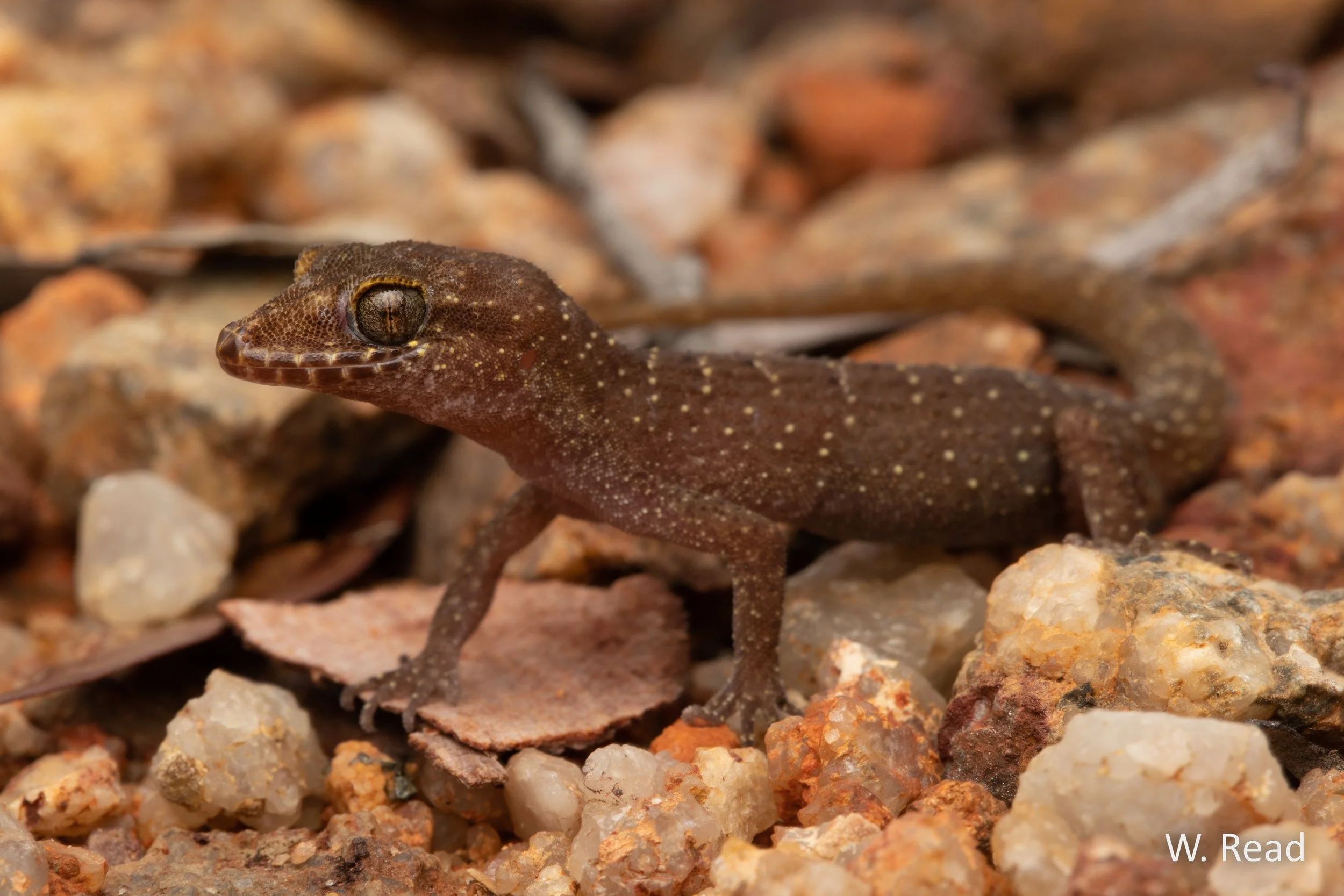 Nactus cheverti. Petford, Qld. 2020
