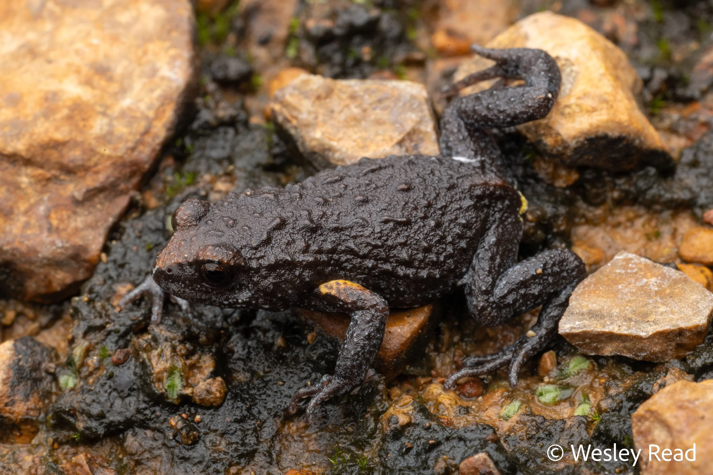 Pseudophryne major. Minerva Hills, Qld. 2026