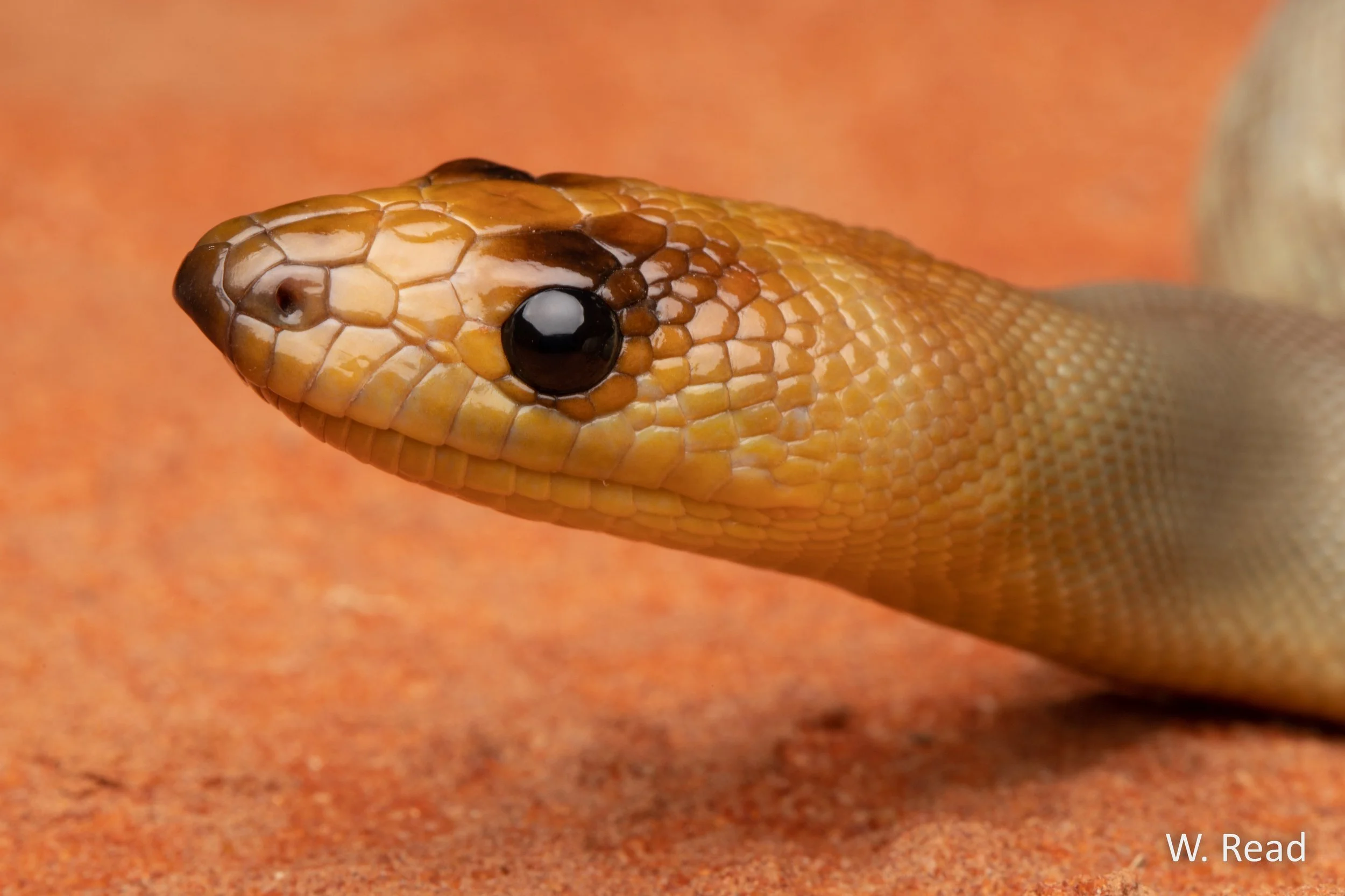 Aspidites ramsayi. Sturt NP, NSW. 2021