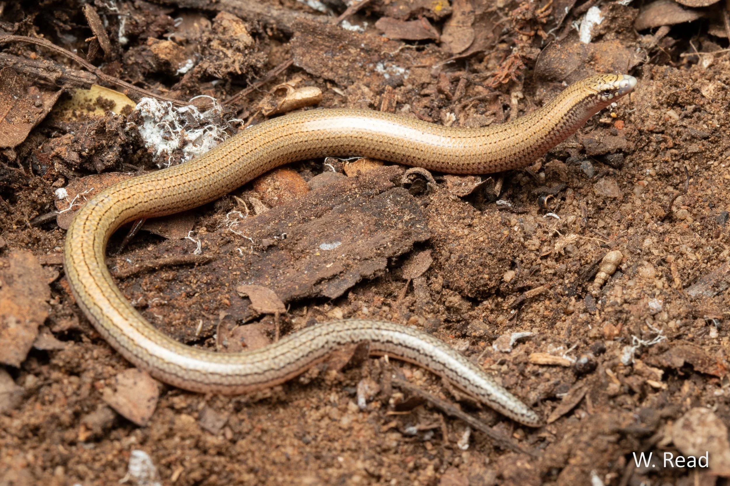 Lerista wilkinsi. Torrens Creek, Qld. 2021