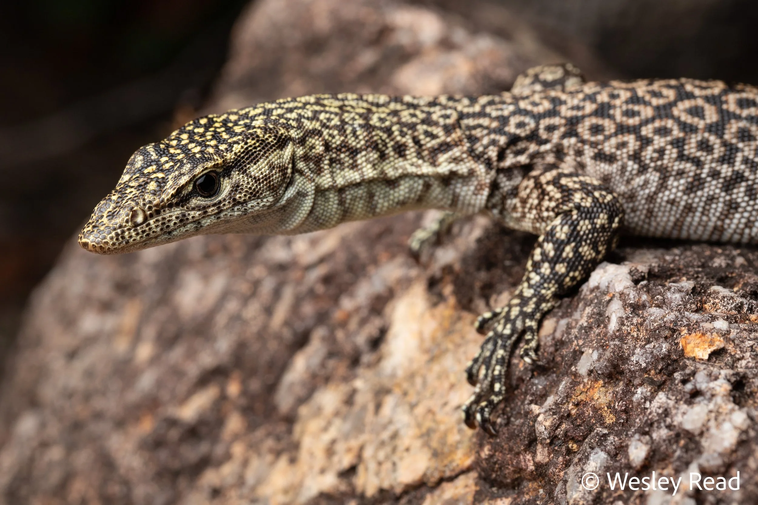 Vranus phosphoros. Mt Carbine area, Qld. 2023