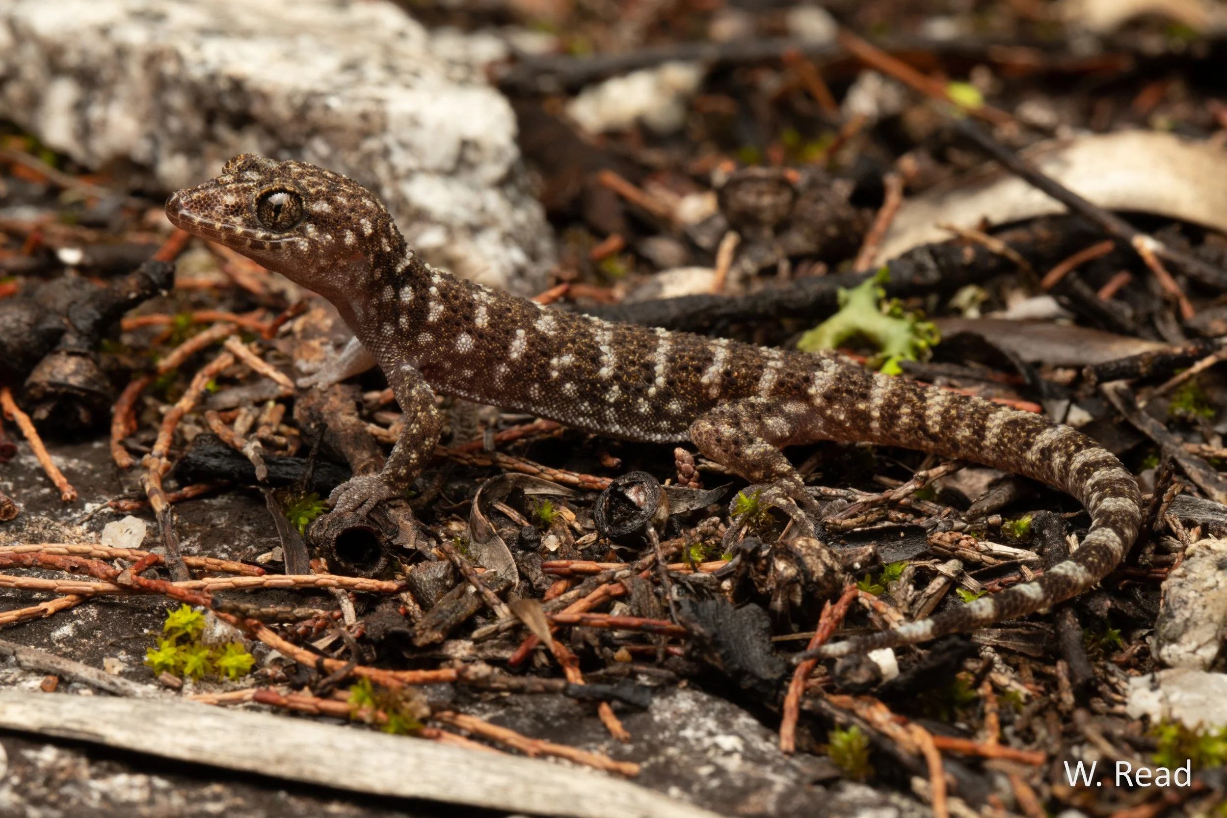 Heteronotia binoei. Kwiambal NP. 2020