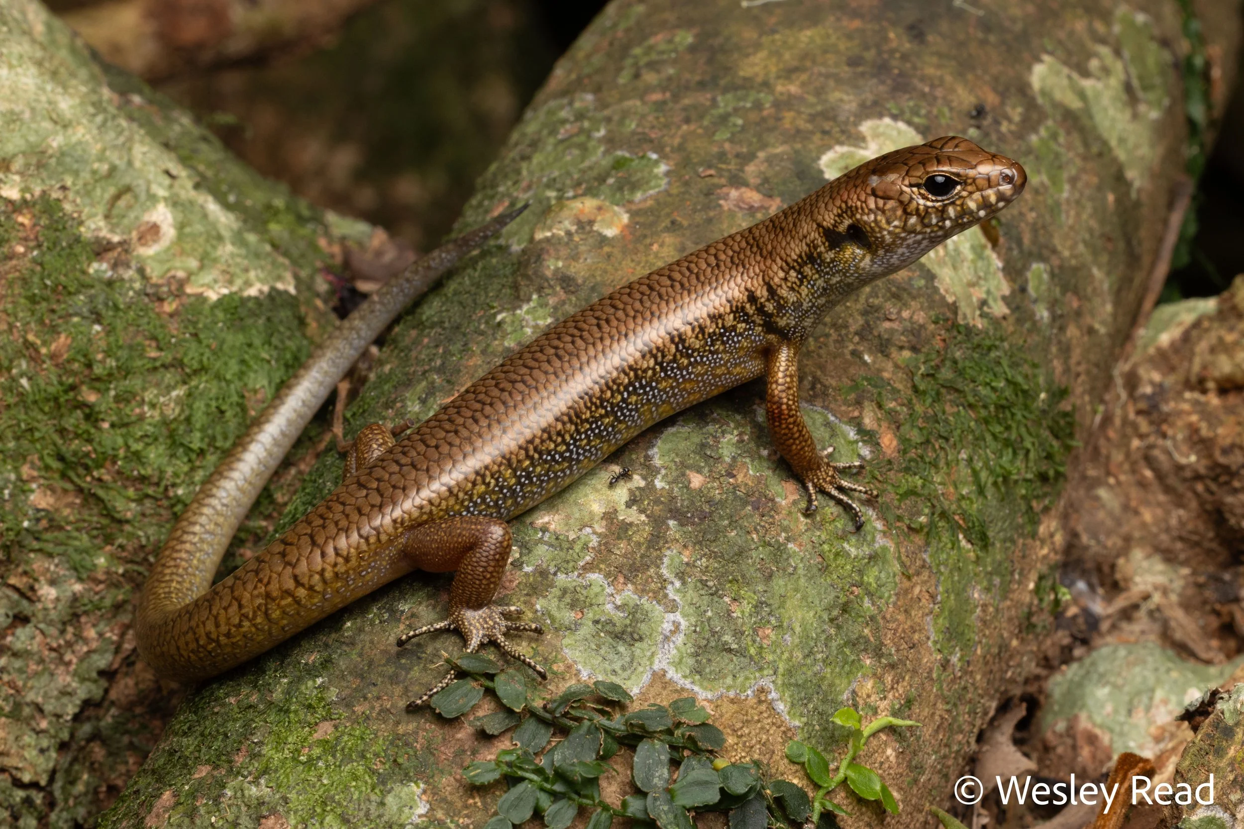 Silvascincus murrayi. Dorrigo, NSW. 2025