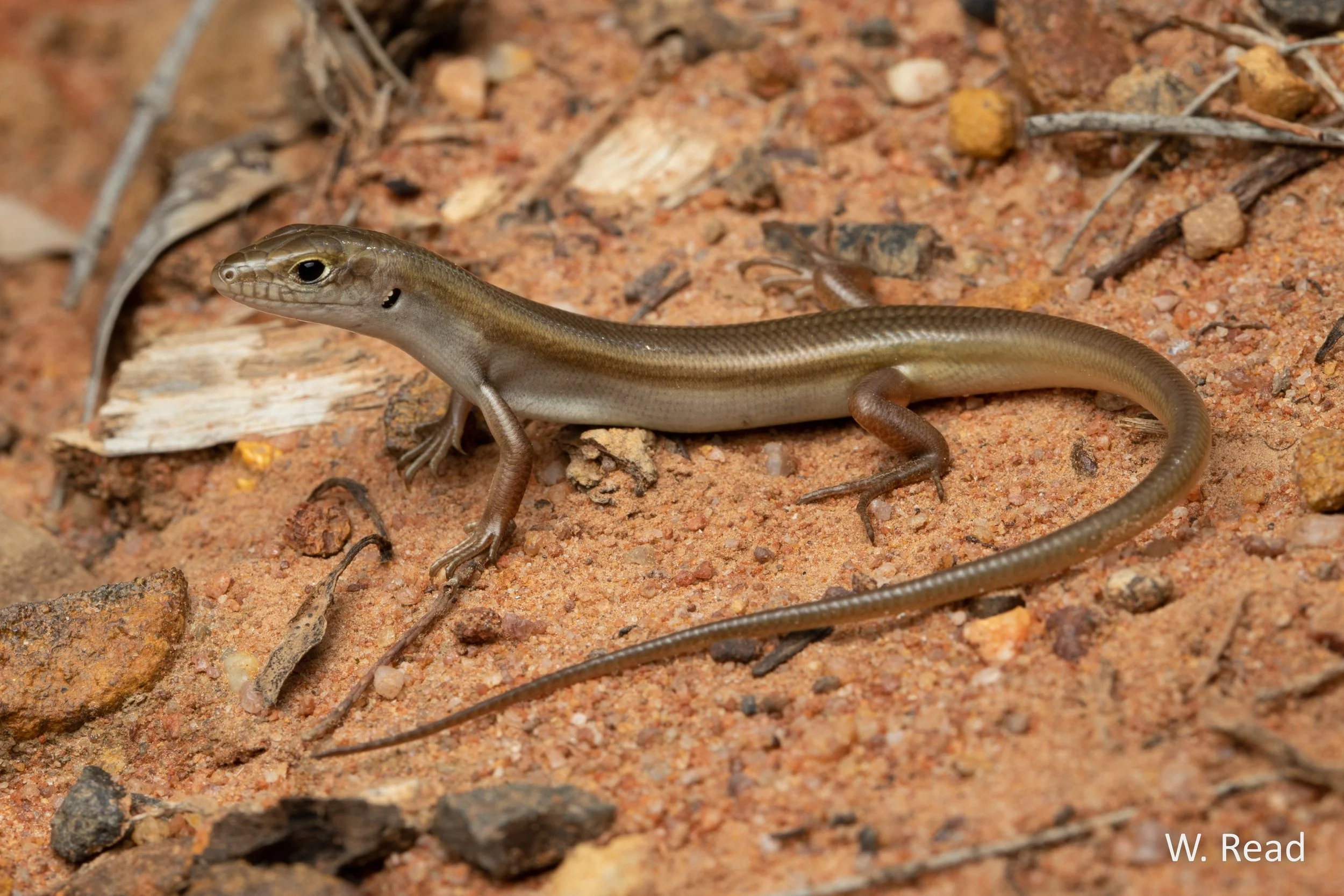 Ctenotus spaldingi. Narrabri, NSW. 2021