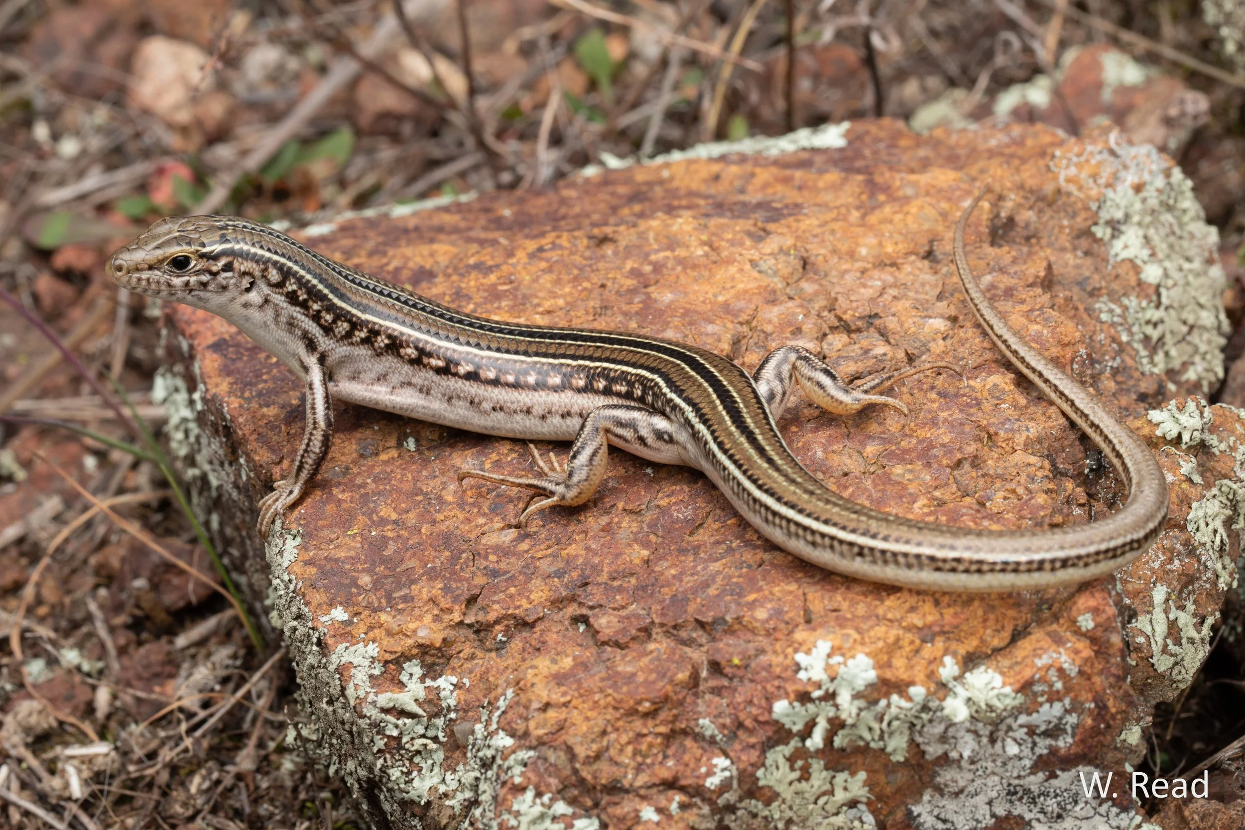 Ctenotus spaldingi. Canberra, ACT. 2023
