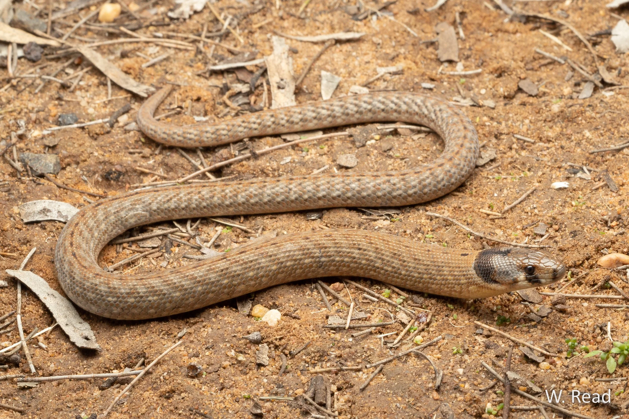 Pygopus schraderi. Narrabri, NSW. 2020