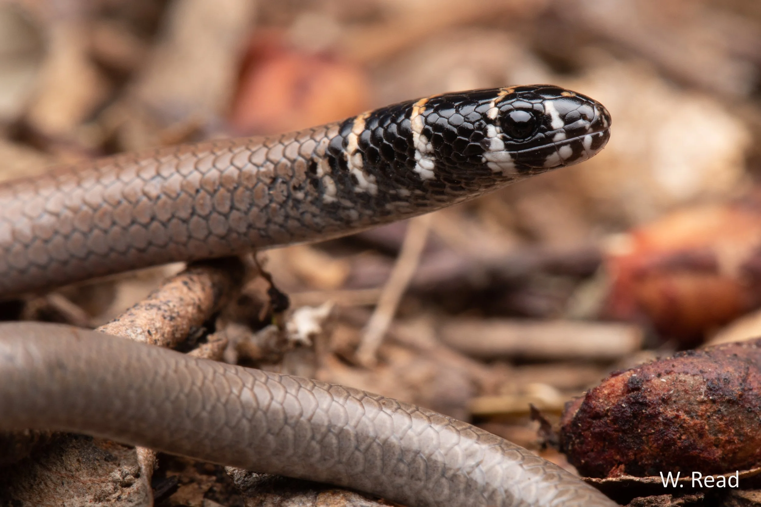 Delma torquata. Brisbane, Qld. 2021