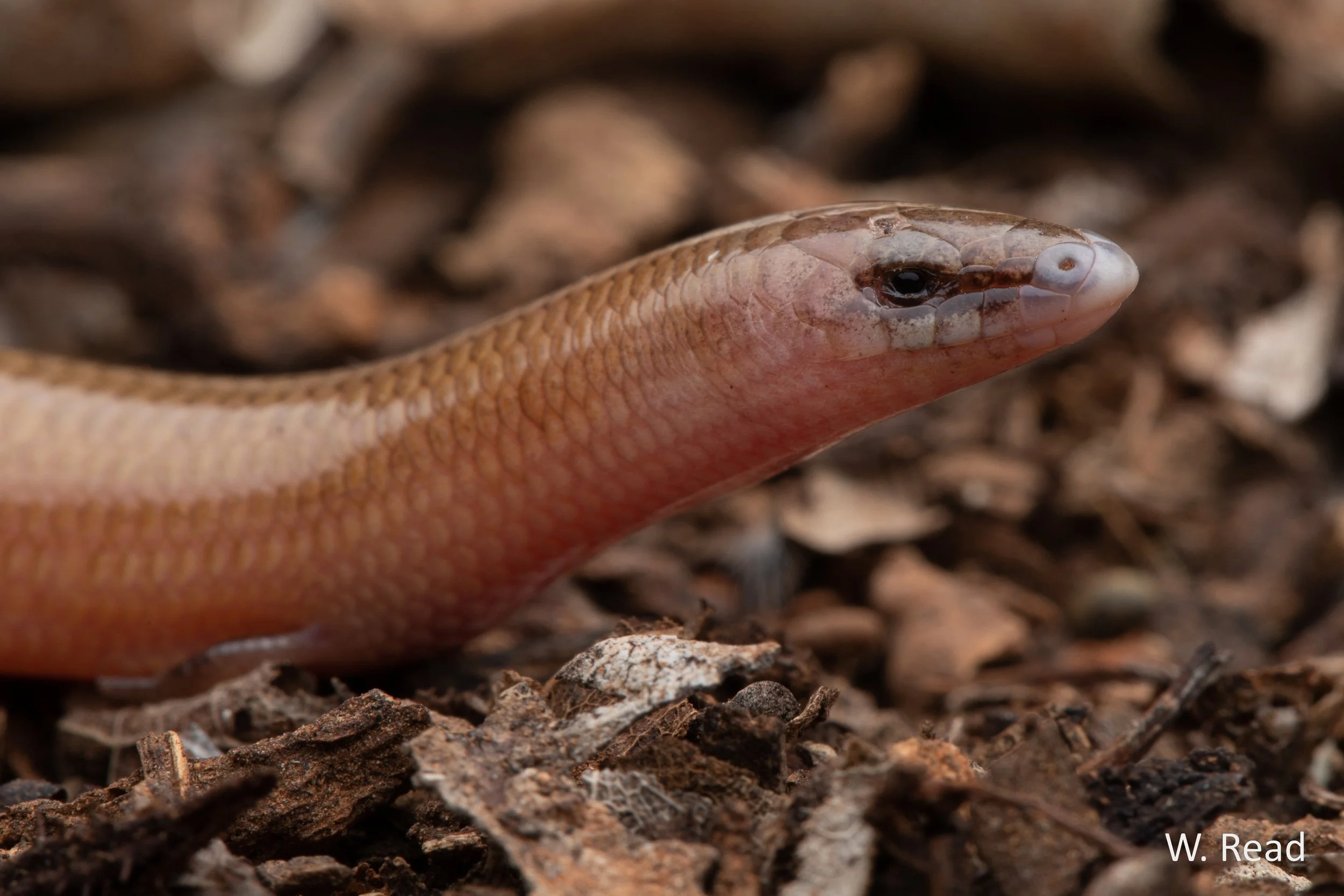 Lerista macropisthopus. Cape Range NP, WA. 2022
