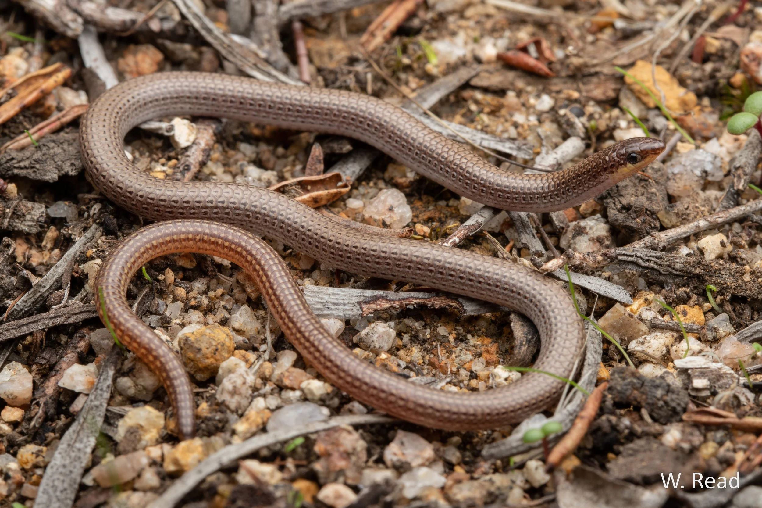 Aprasia repens. Perth Hills, WA. 2023