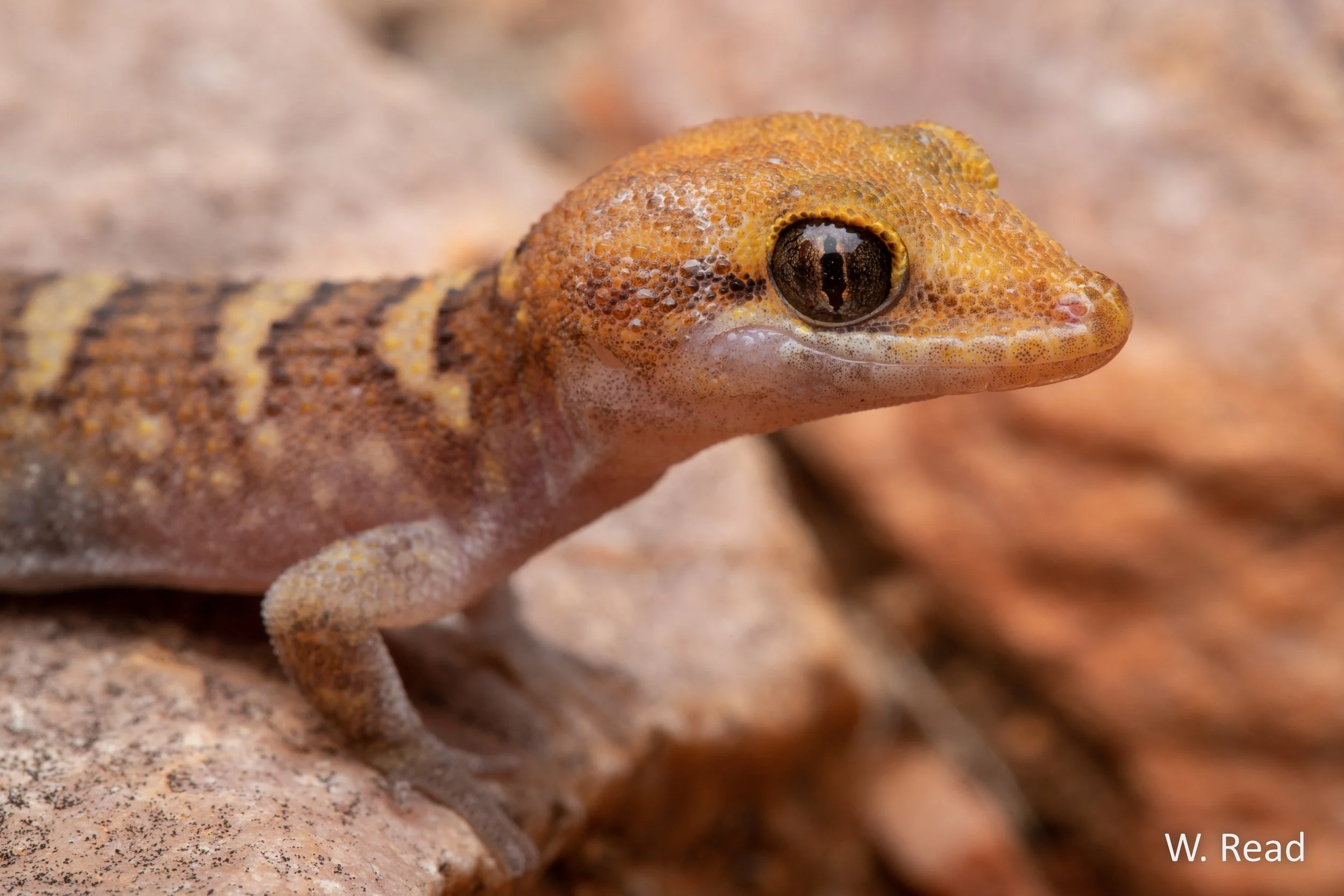 Heteronotia fasciolatus. West Macs, NT. 2022