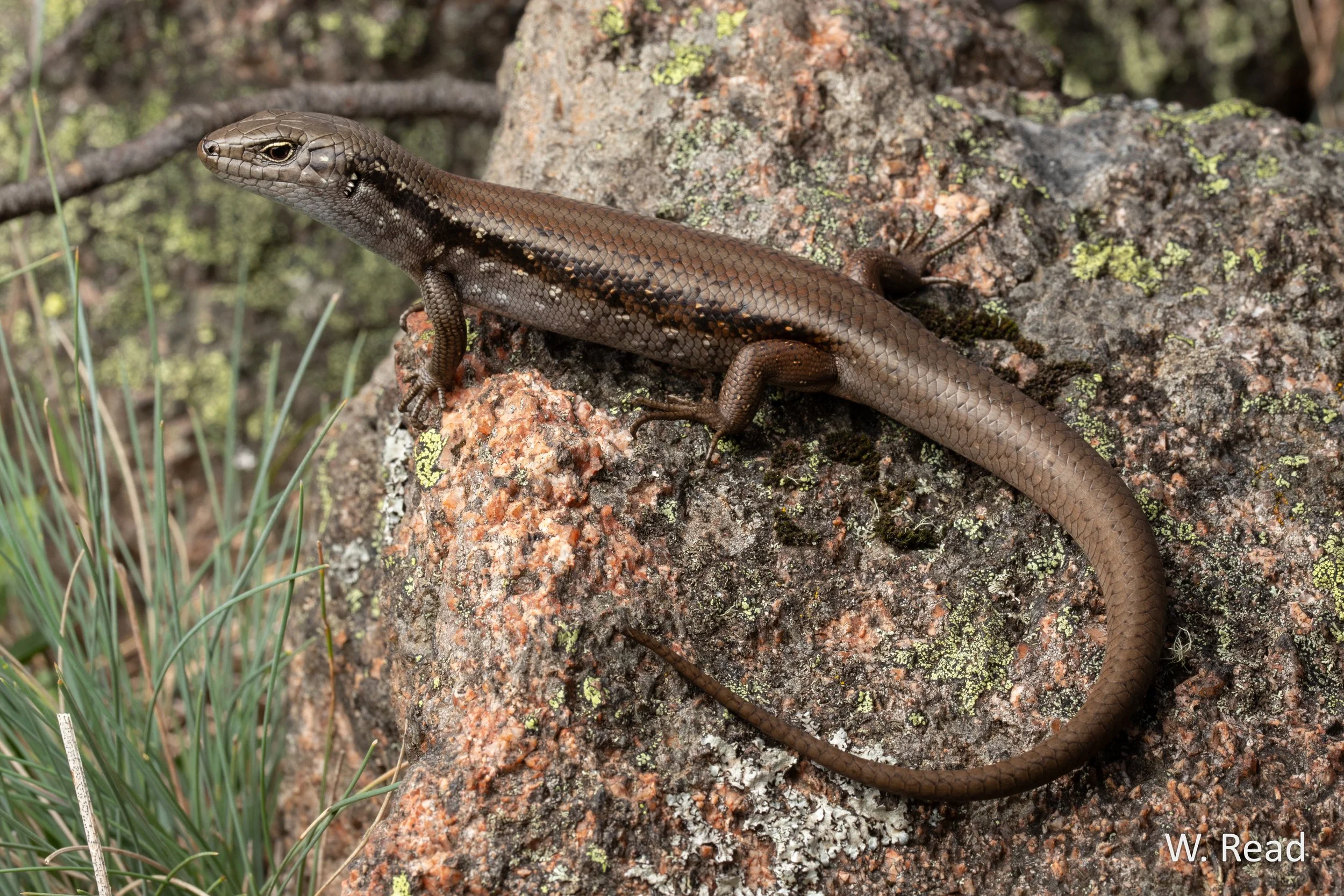 Liopholis montana. Namadgi, ACT. 2025