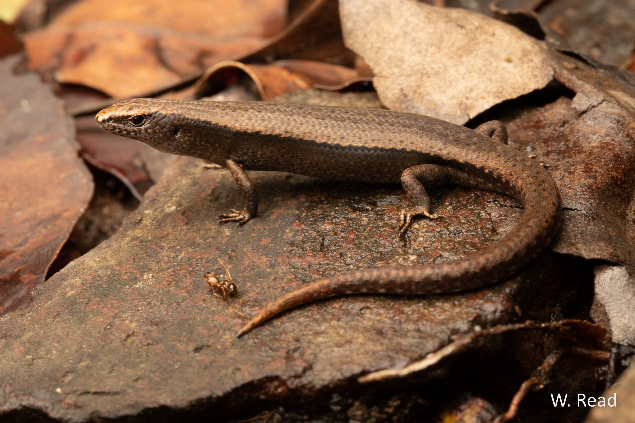 Lampropholis couperi. Mt Glorious, Qld. 2021