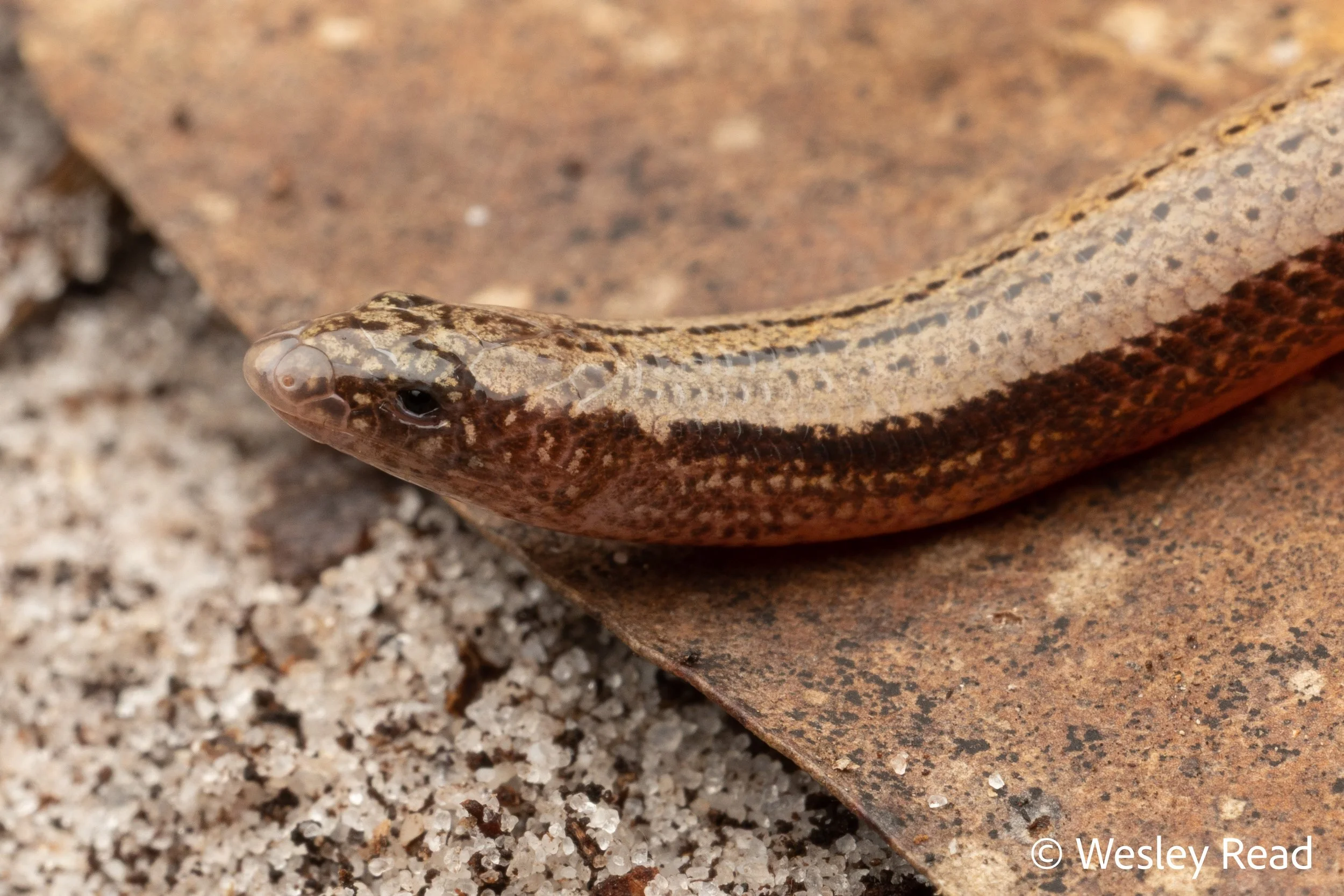Saiphos cooloolensis. Rainbow Beach, Qld. 2024