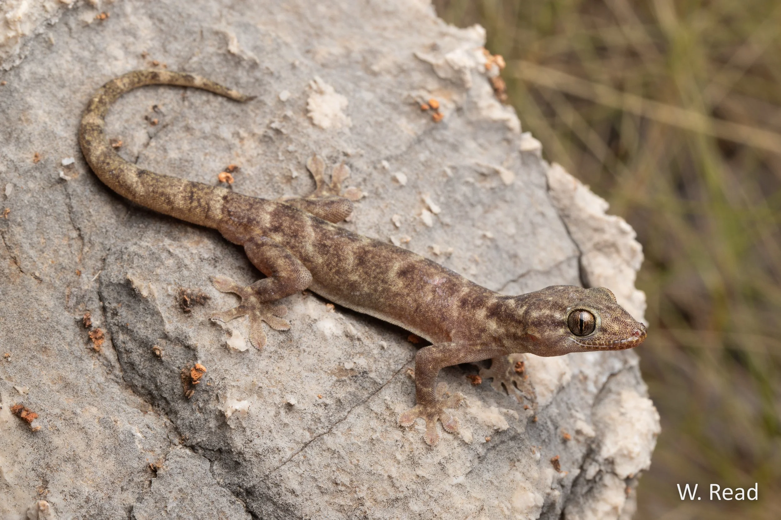 Gehyra calcitectus. Fitzroy Crossing, WA. 2022