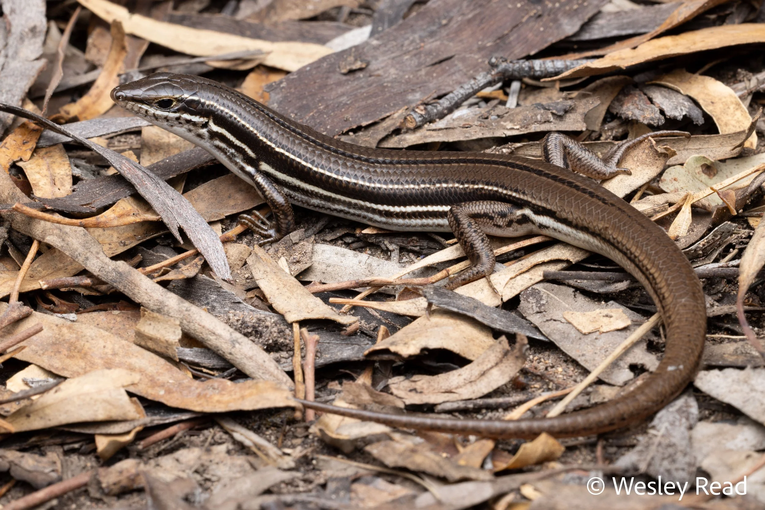 Ctenotus ingrami. Millmerran, Qld. 2026