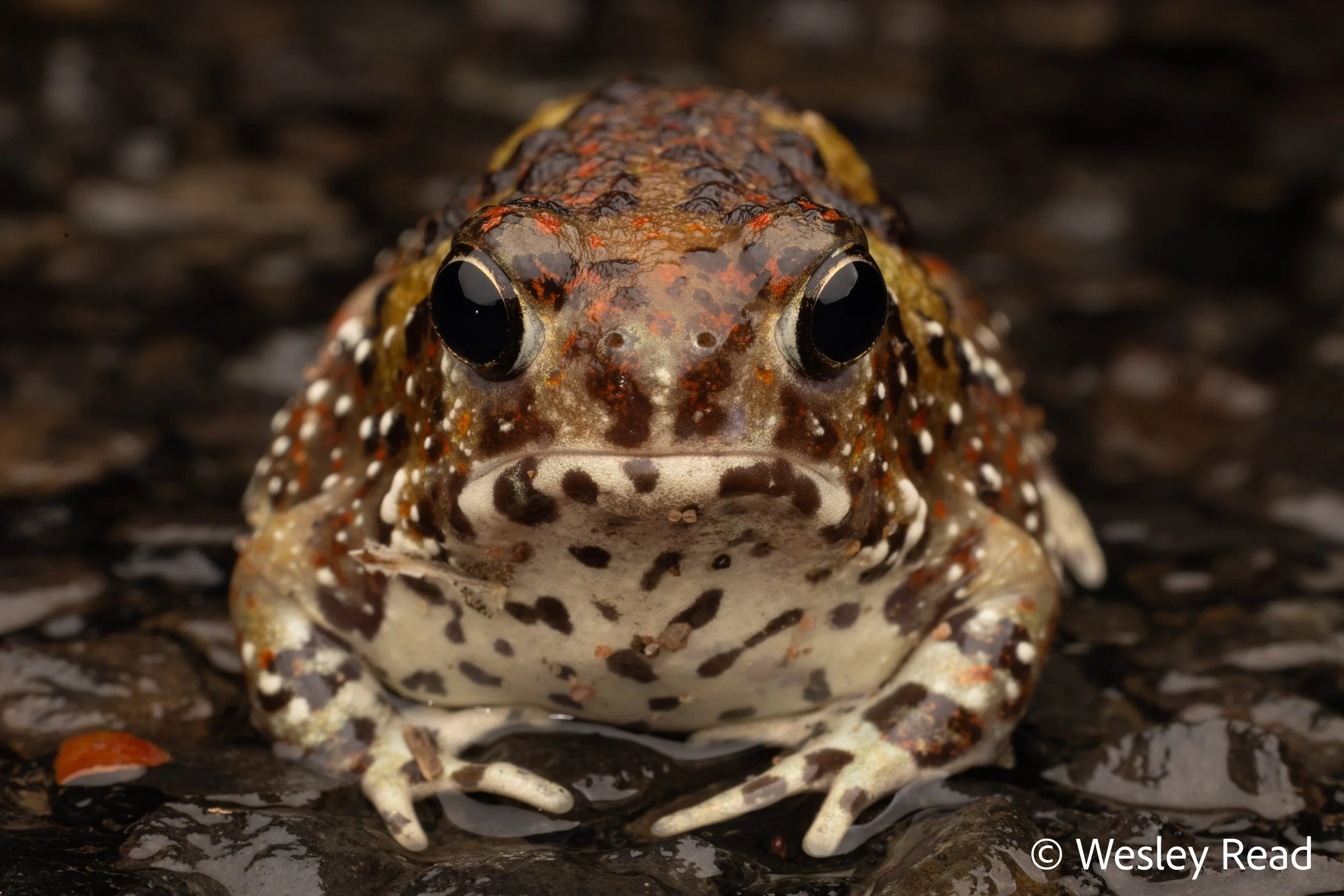 Notaden bennettii. Narrabri, NSW. 2025