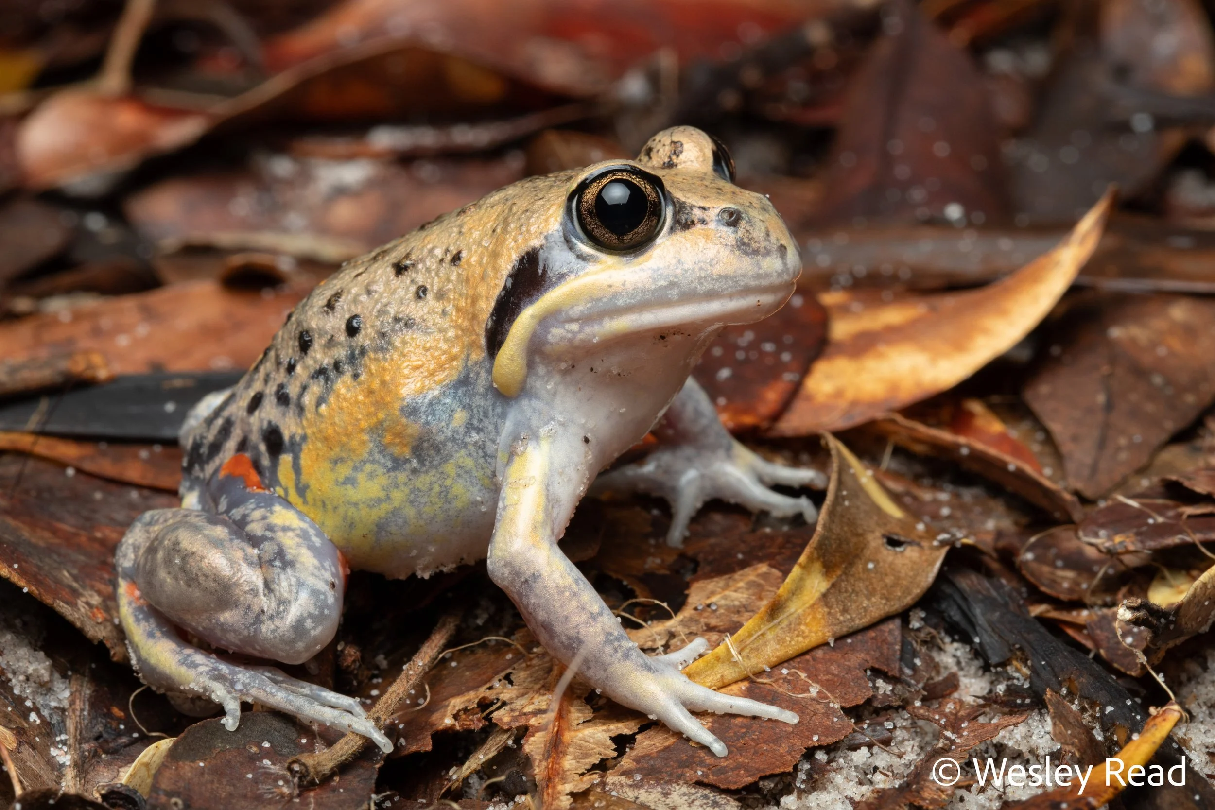 Limnodynastes grayi. Rainbow Beach, Qld. 2019