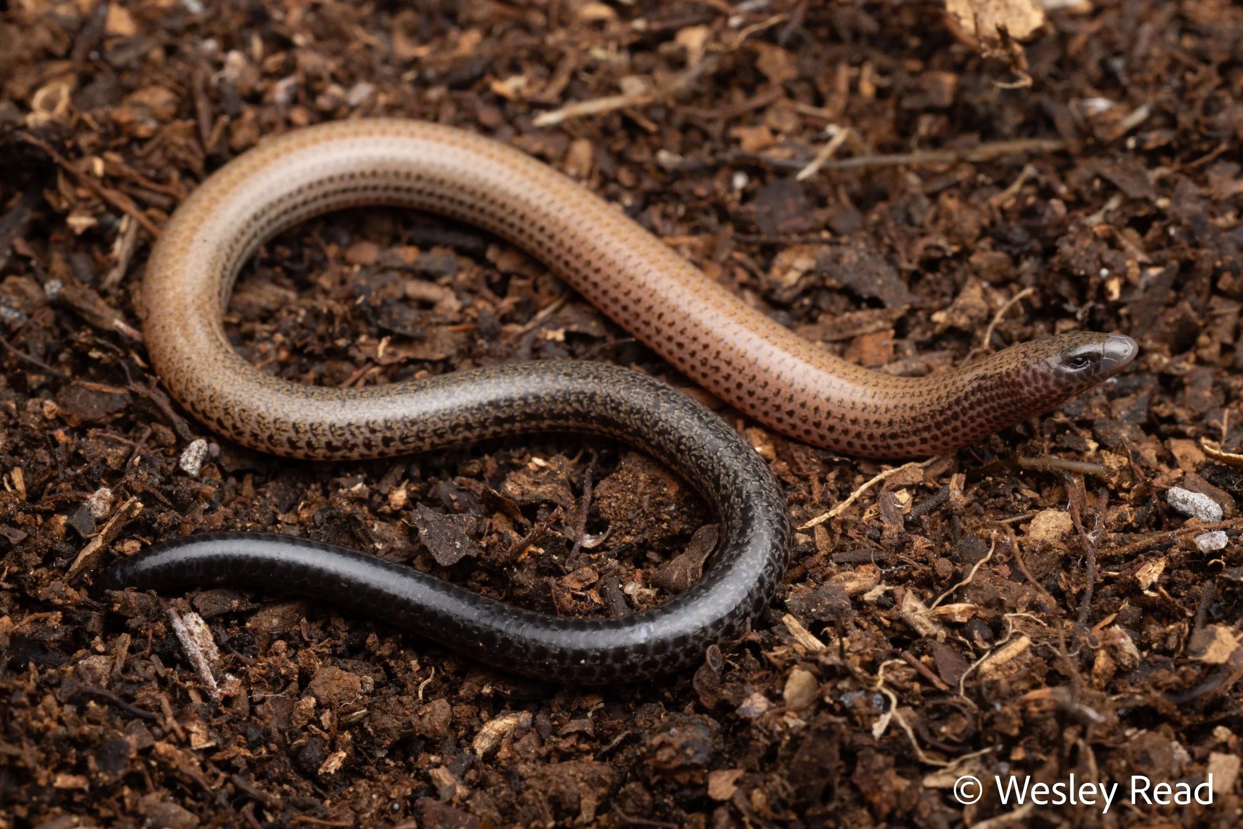 Praeteropus brevicollis. Etna Caves, Qld. 2026