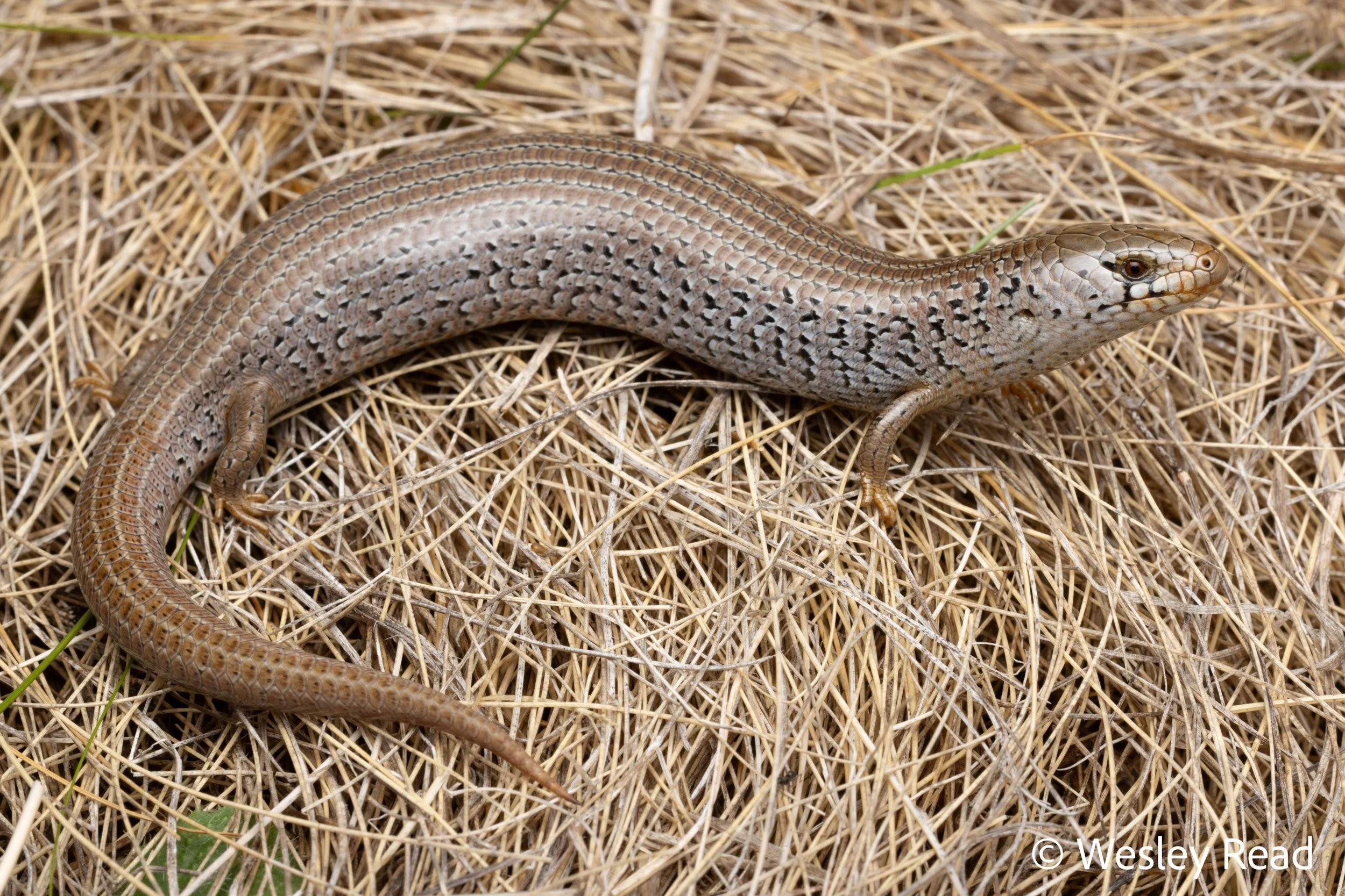 Cyclodomorphus praealtus. Snowy Mountains, NSW. 2026