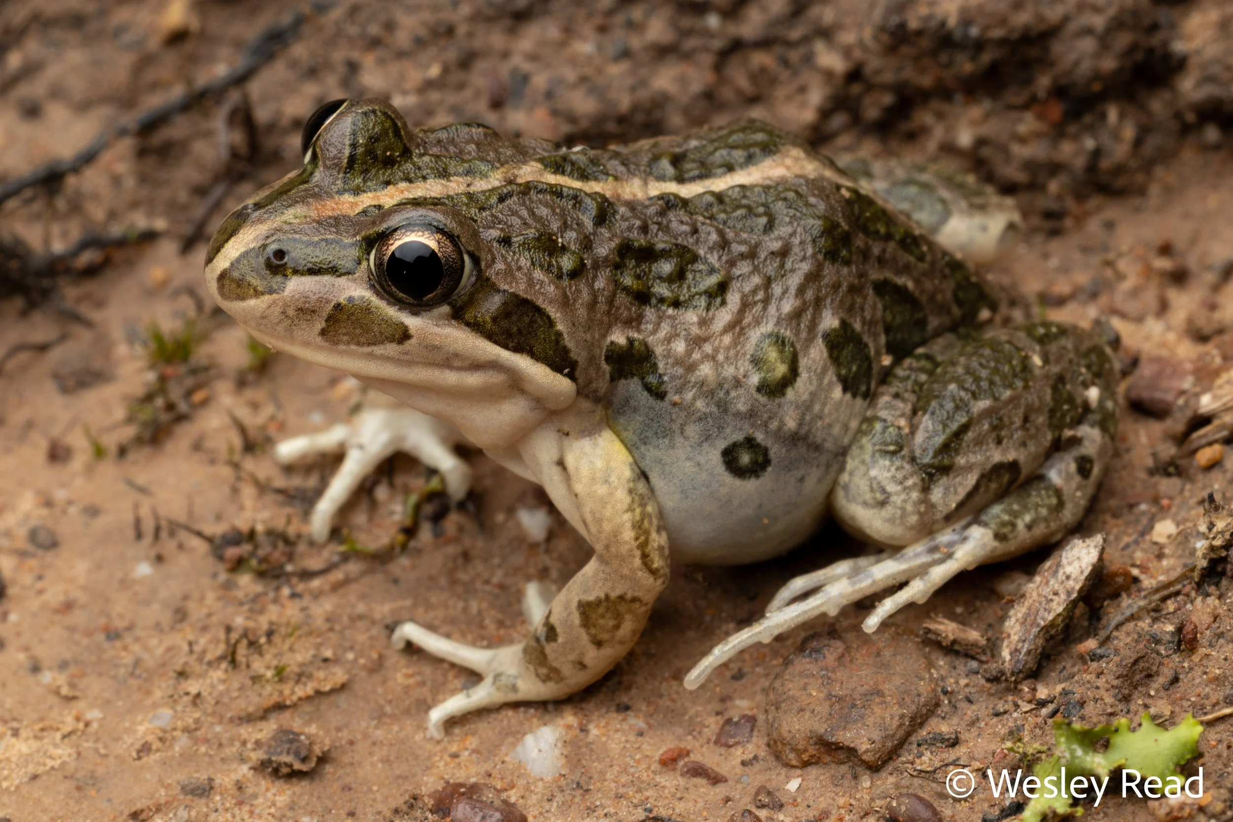 Limnodynastes tasmaniensis. Canberra, ACT. 2024