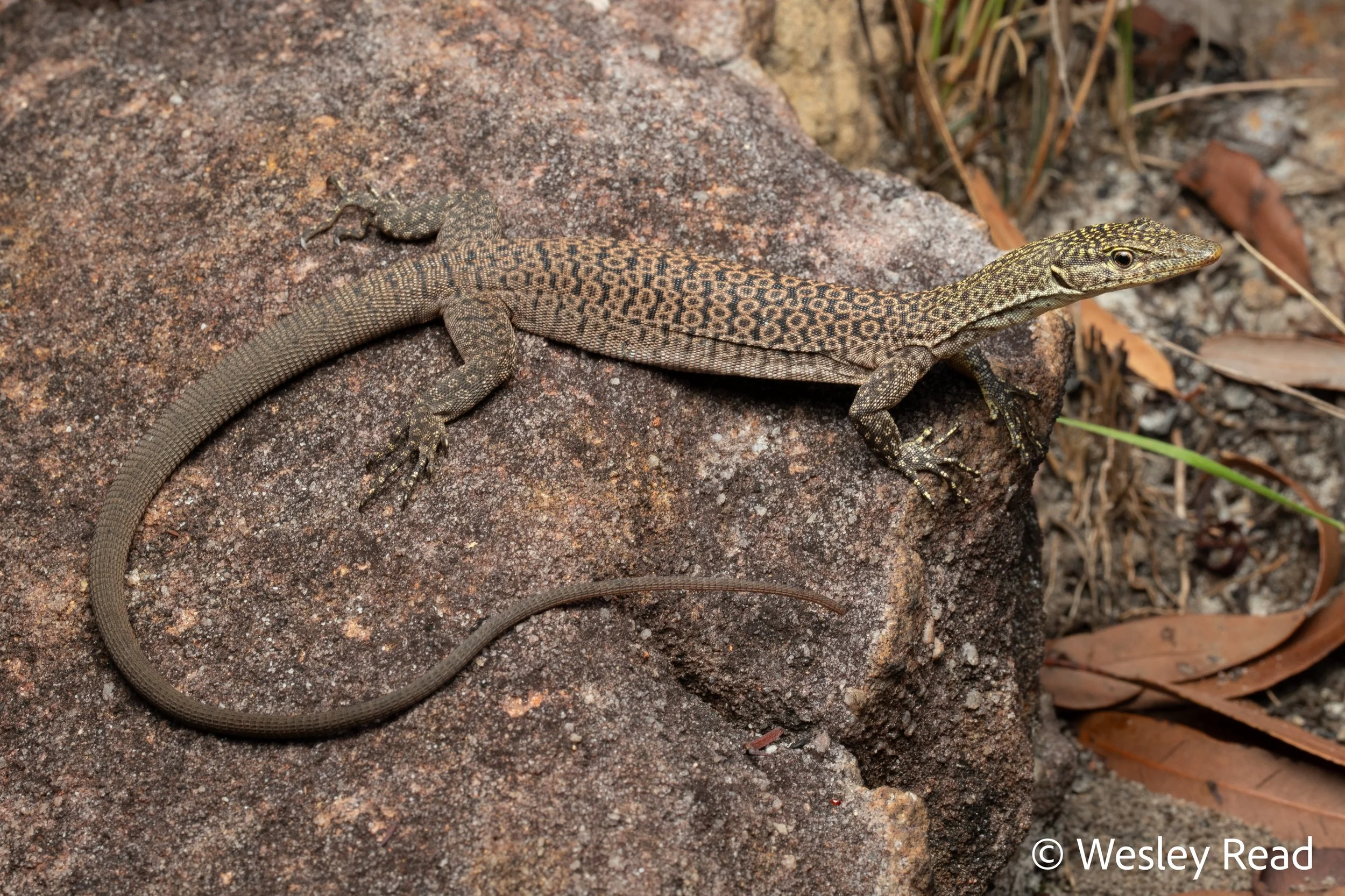 Vranus phosphoros. Hopevale, Qld. 2021