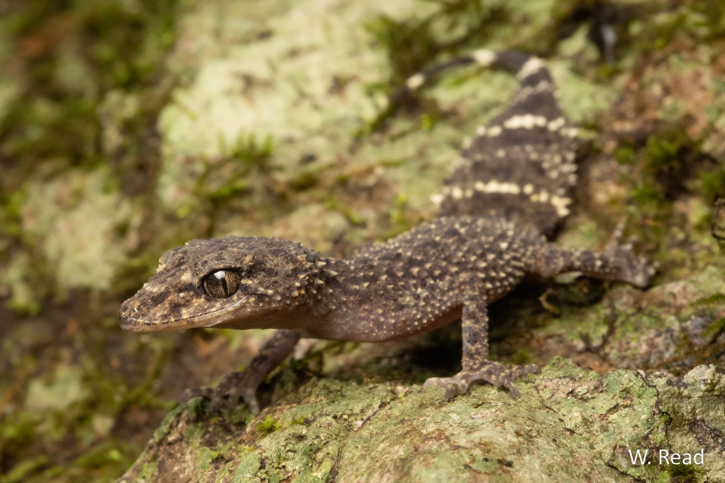 Phyllurus ossa. Mt Ossa, Qld. 2020