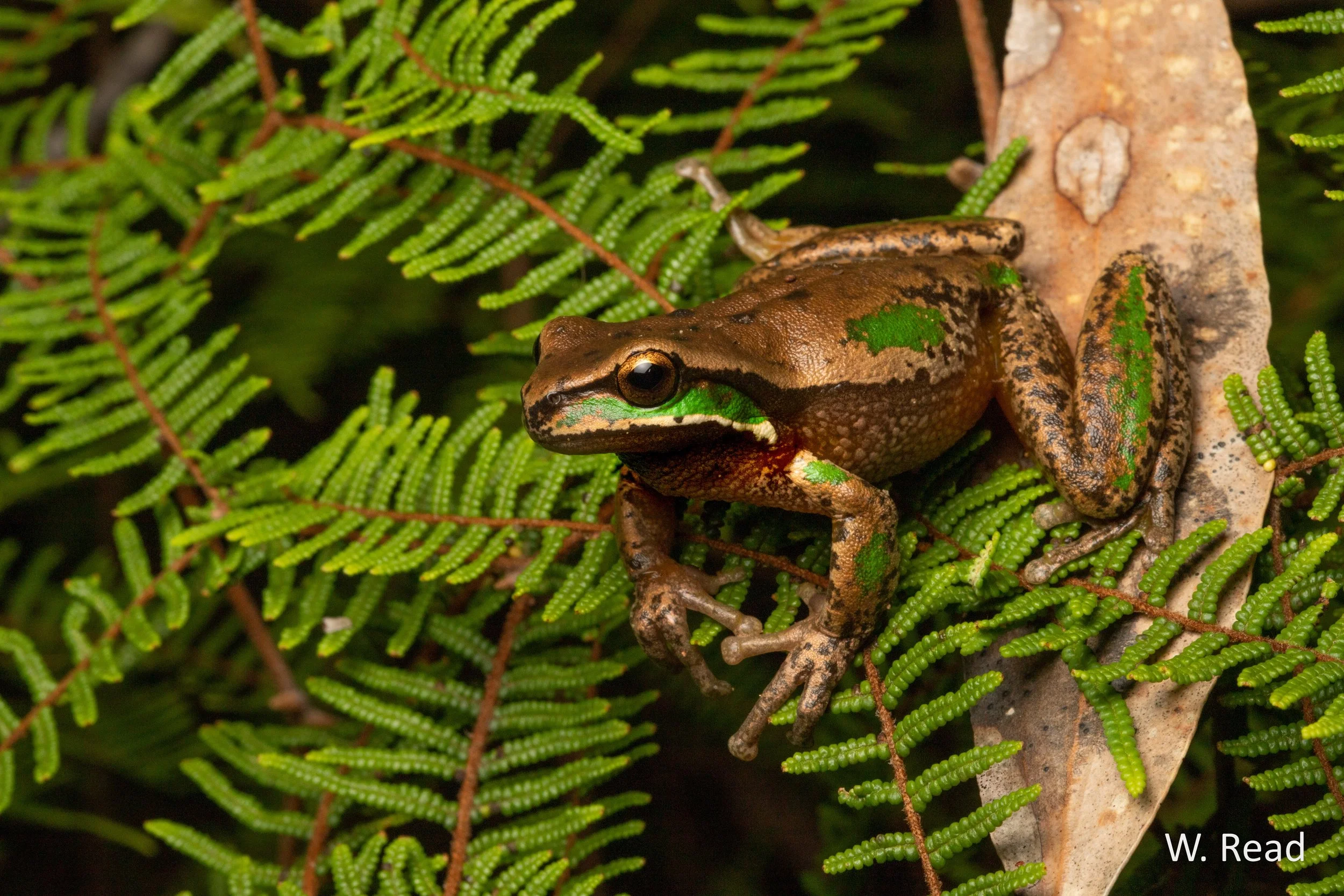 Litoria daviesae. Gloucester Tops, NSW. 2020