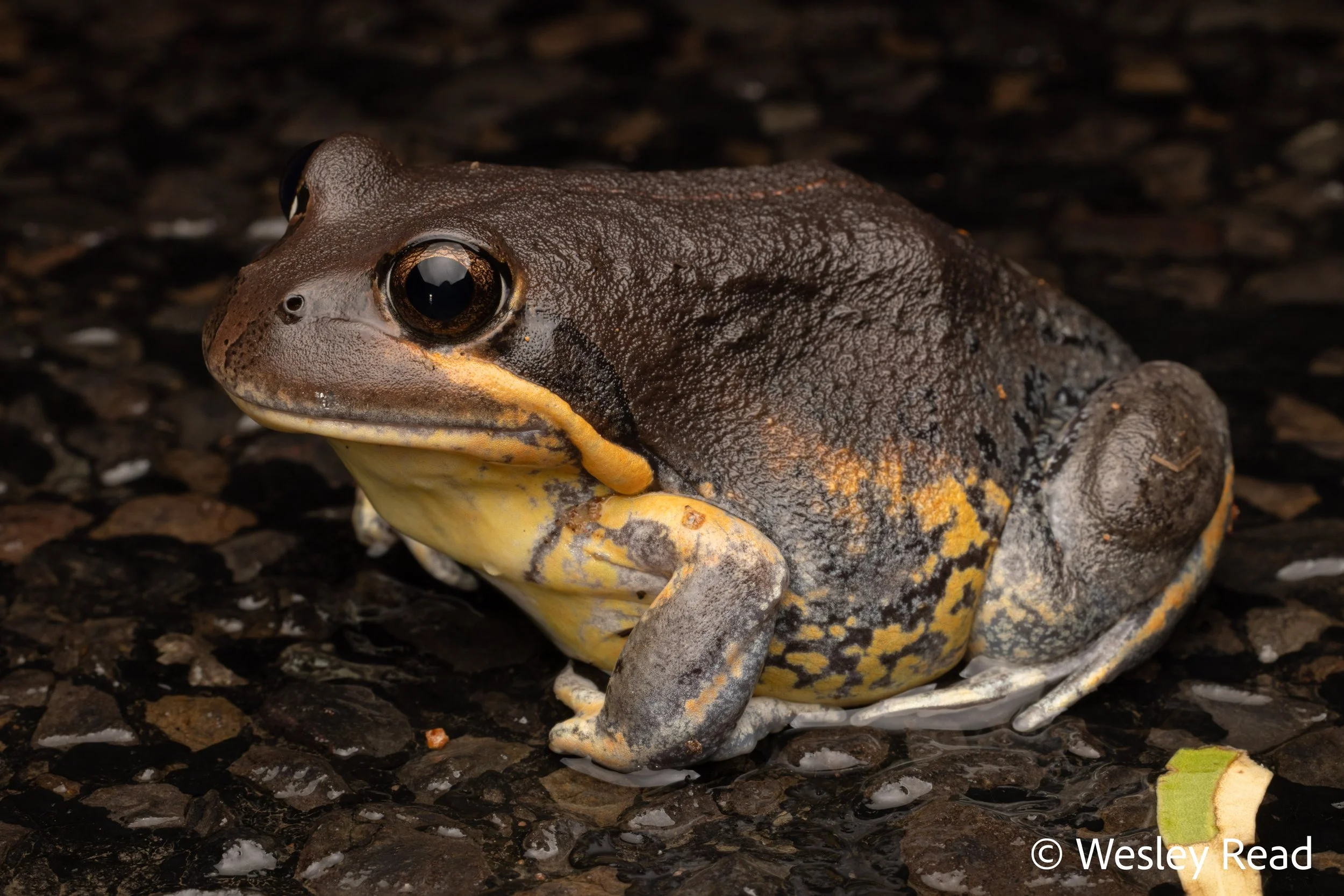 Limnodynastes grayi. Narrabri, NSW. 2025