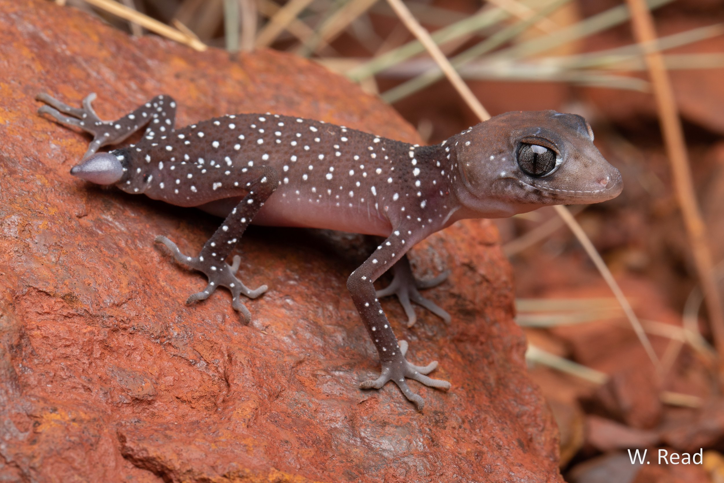 Underwoodisaurus seorsus. Karijini NP, WA. 2022