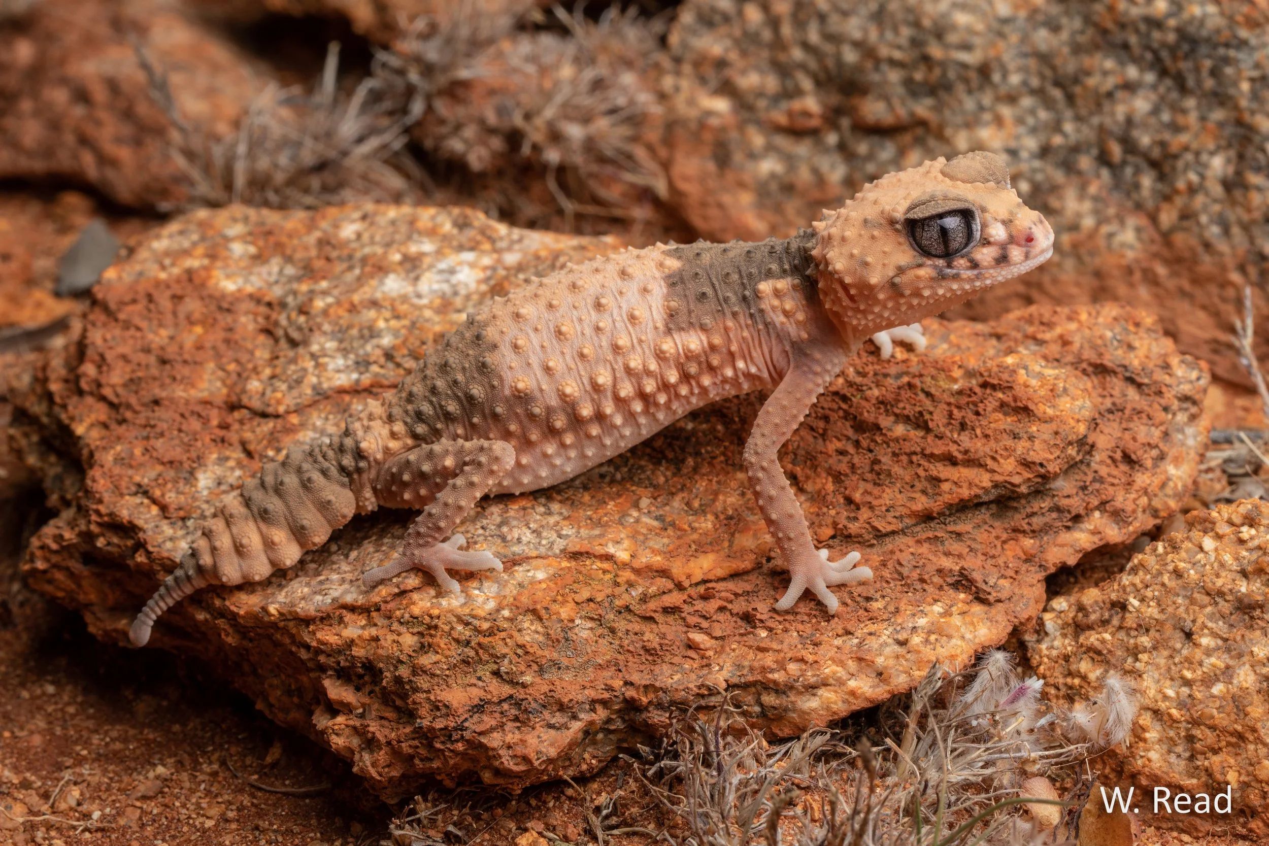 Nephrurus wheeleri. Meekatharra, WA. 2022