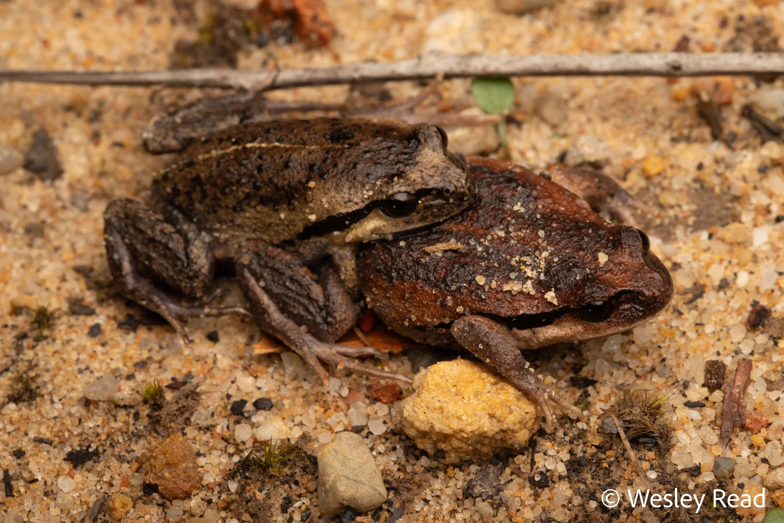 Paracrinia haswelli. Bawley Point, NSW. 2025
