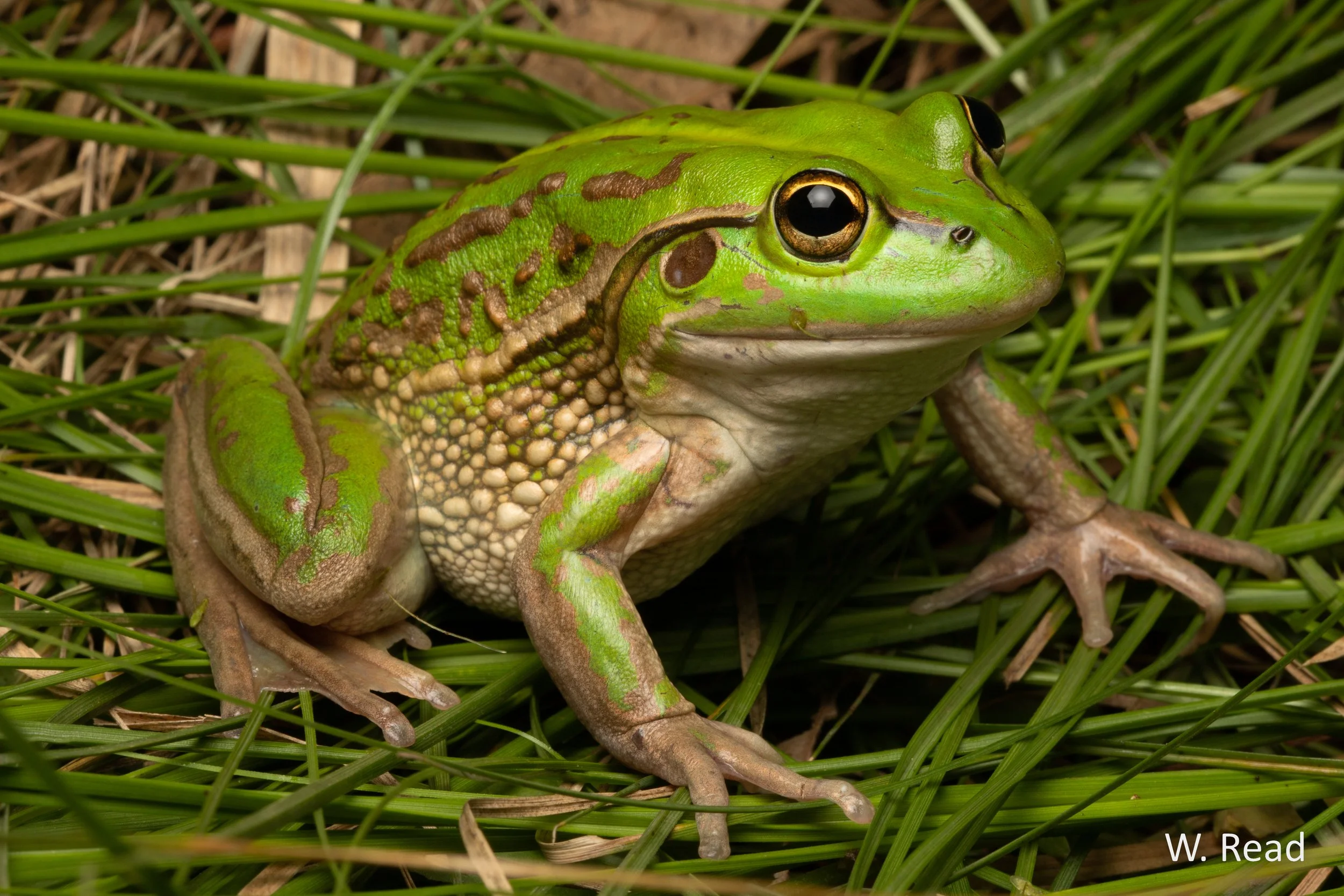 Litoria raniformis. Melbourne, Vic. 2020