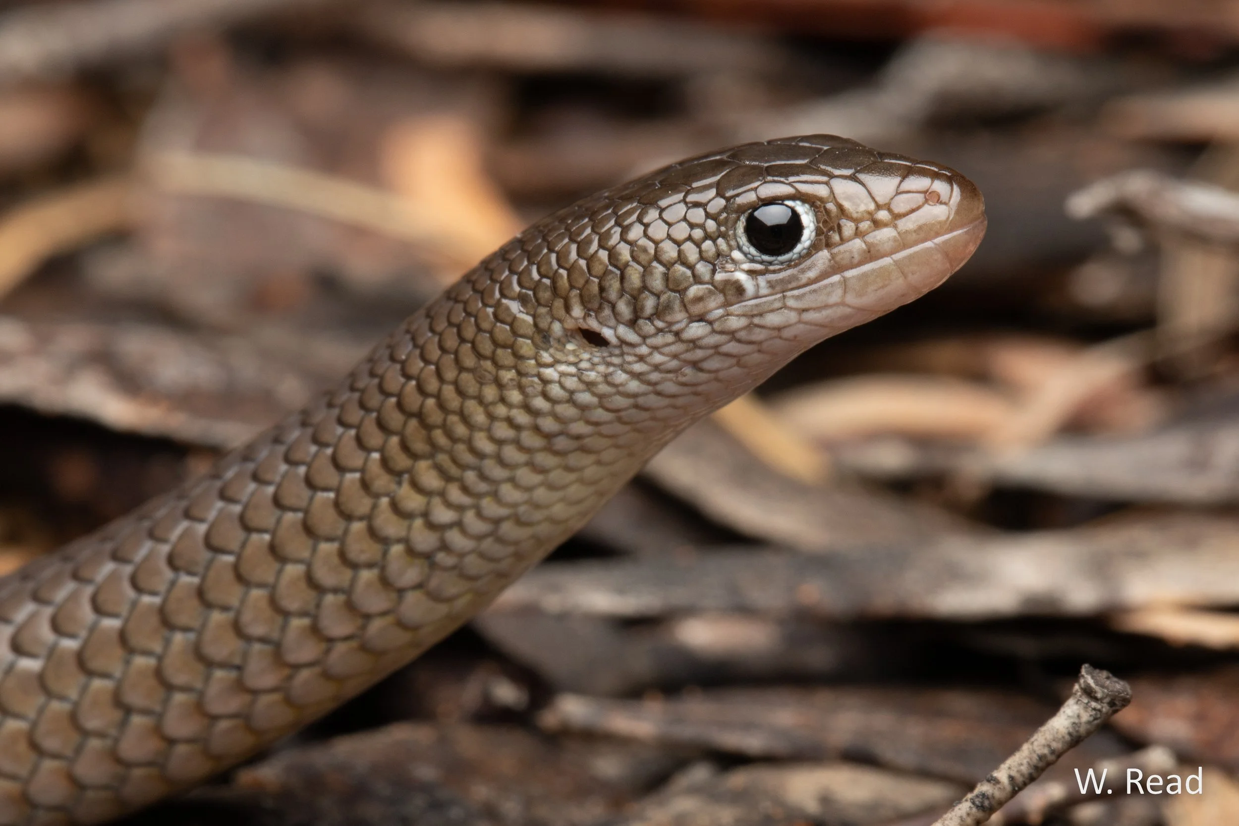 Delma butleri. Vic mallee. 2021