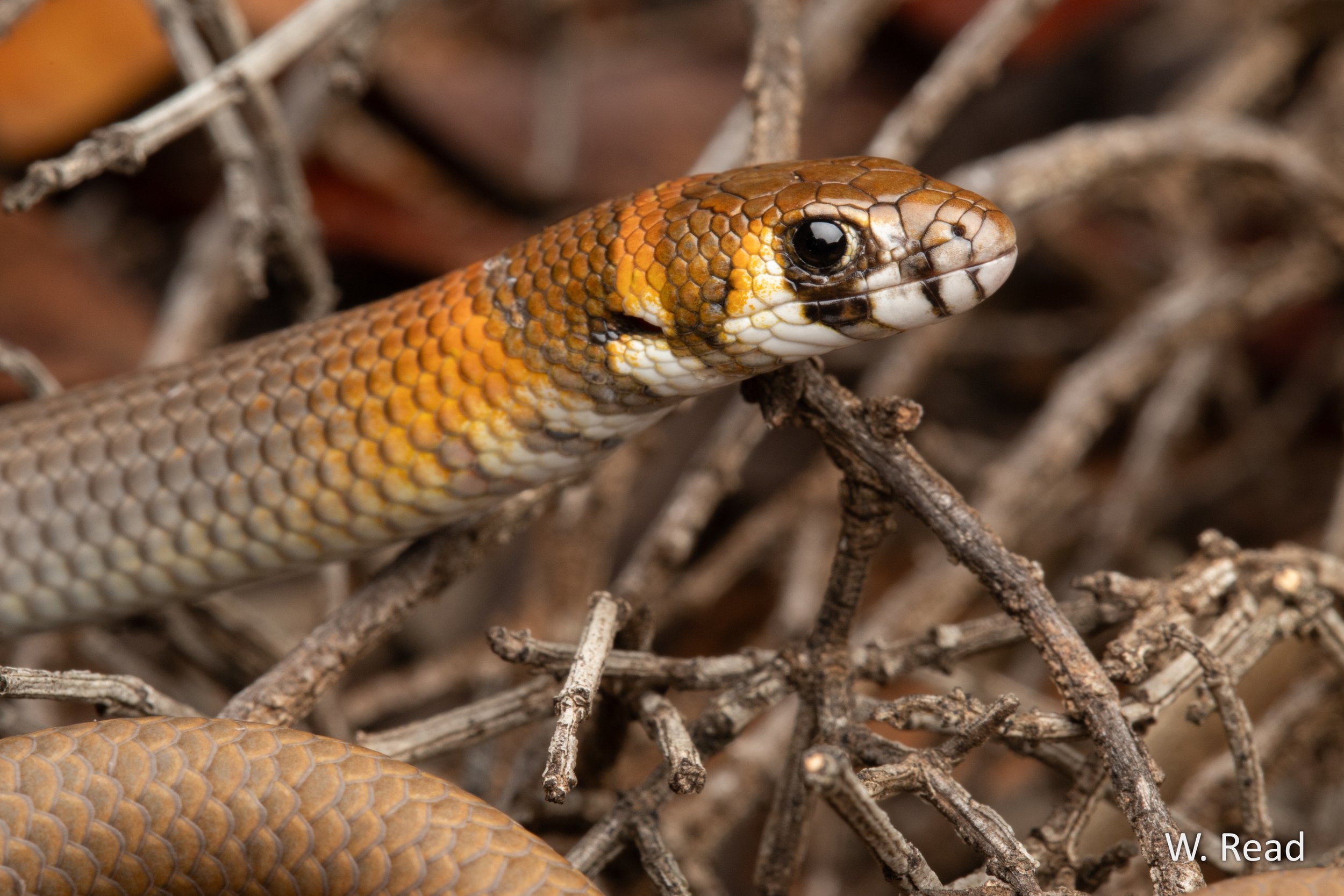 Delma petersoni. Ceduna, SA. 2025