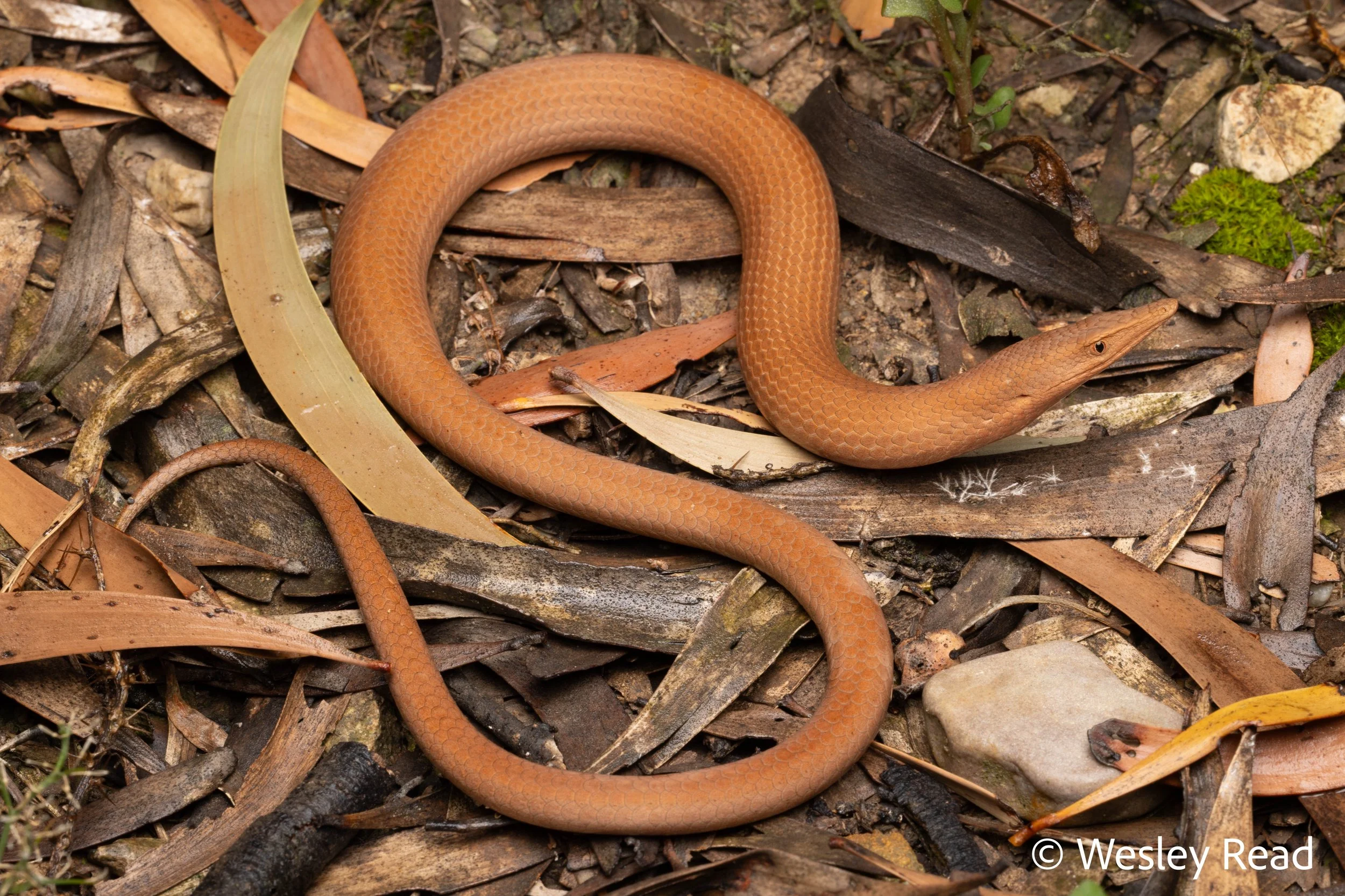 Lialis burtonis. Narrabri, NSW. 2025