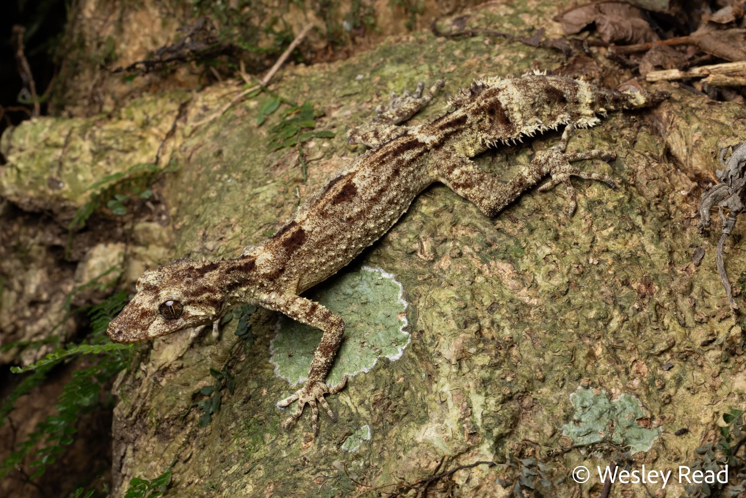 Saltuarius moritzi. Dorrigo, NSW. 2025