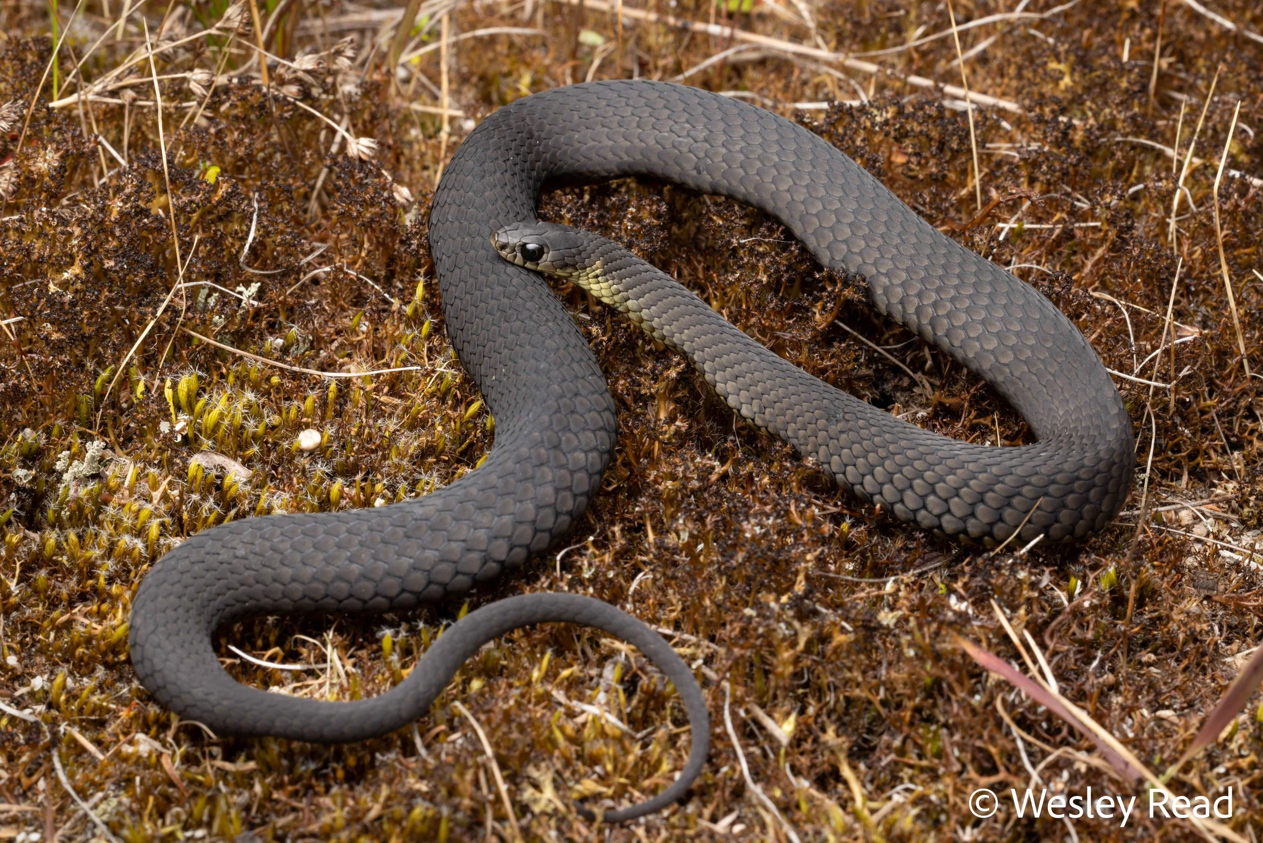 Elapognathus minor. Albany, WA. 2025