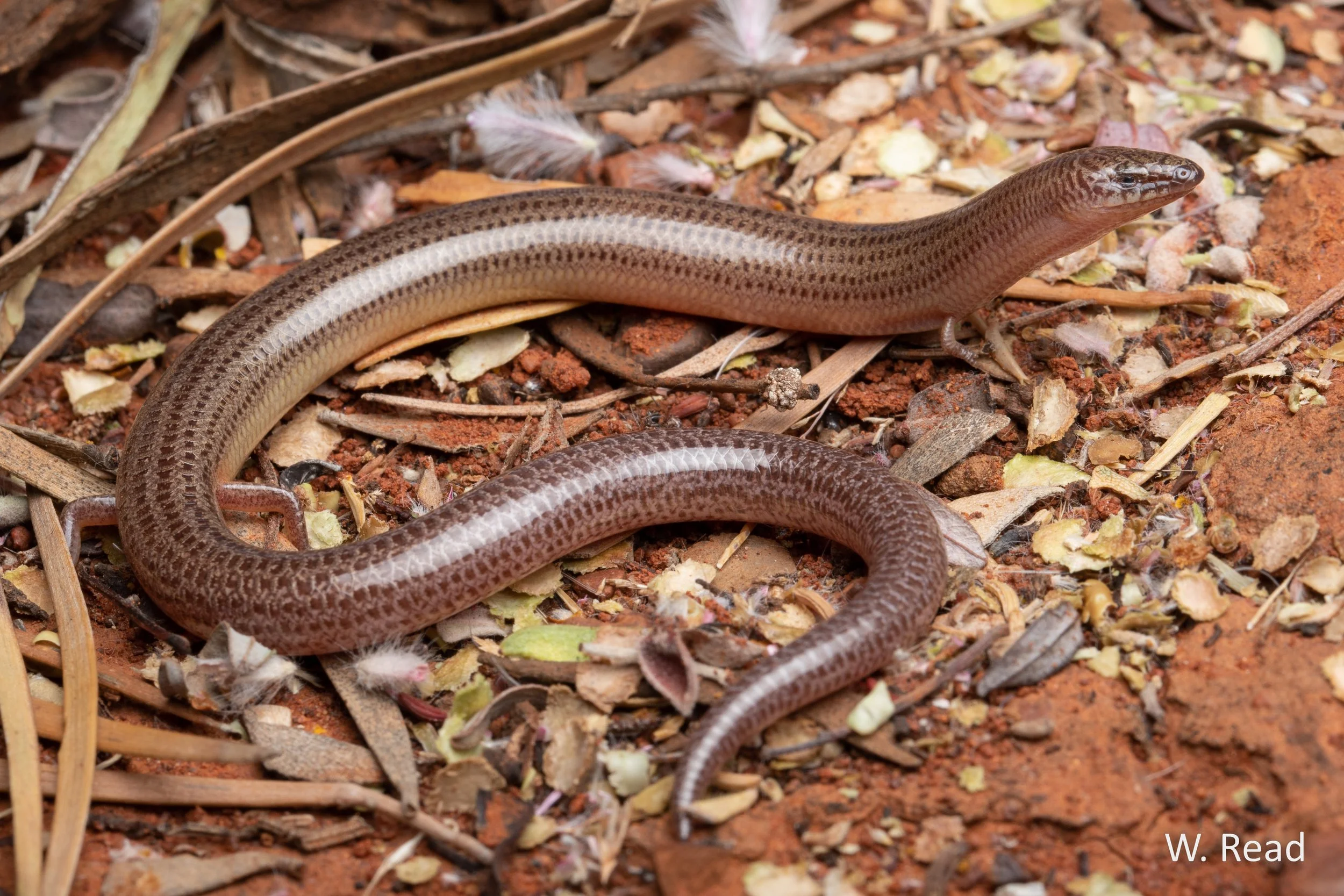 Lerista neander. Newman area, WA. 2022