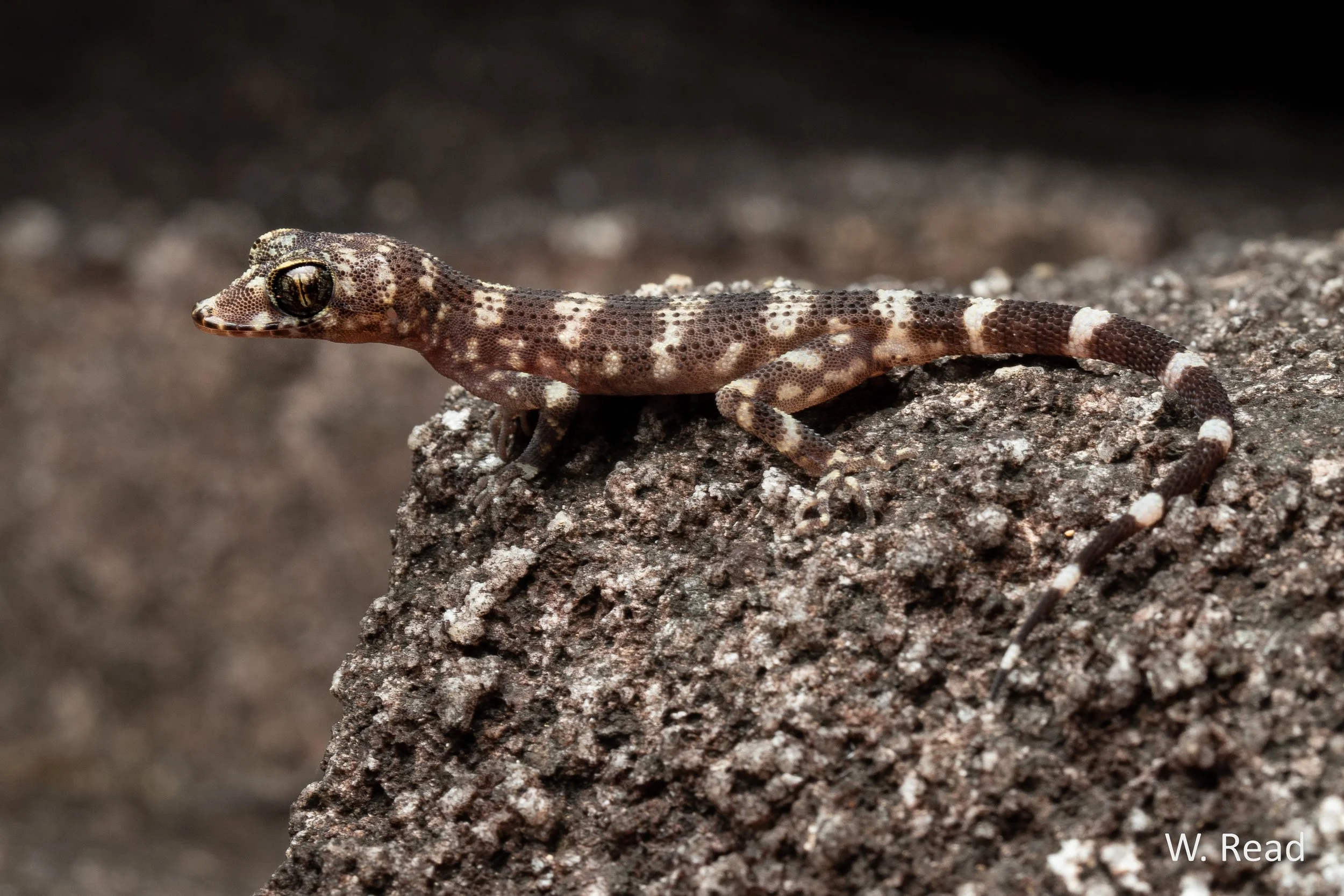 Nactus galgajuga. Black Mountain, Qld. 2021