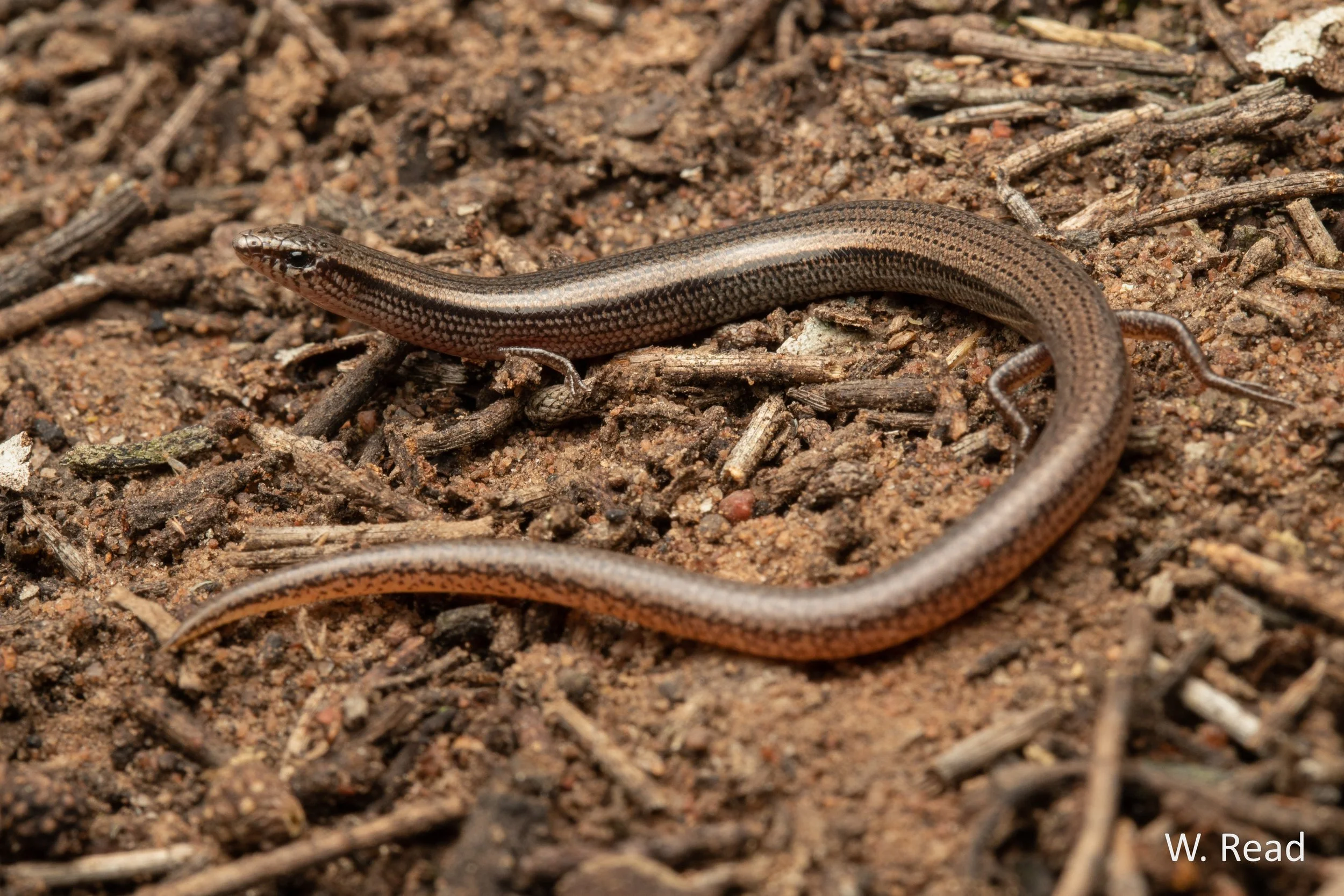 Lerista timida. Condamine, Qld. 2021