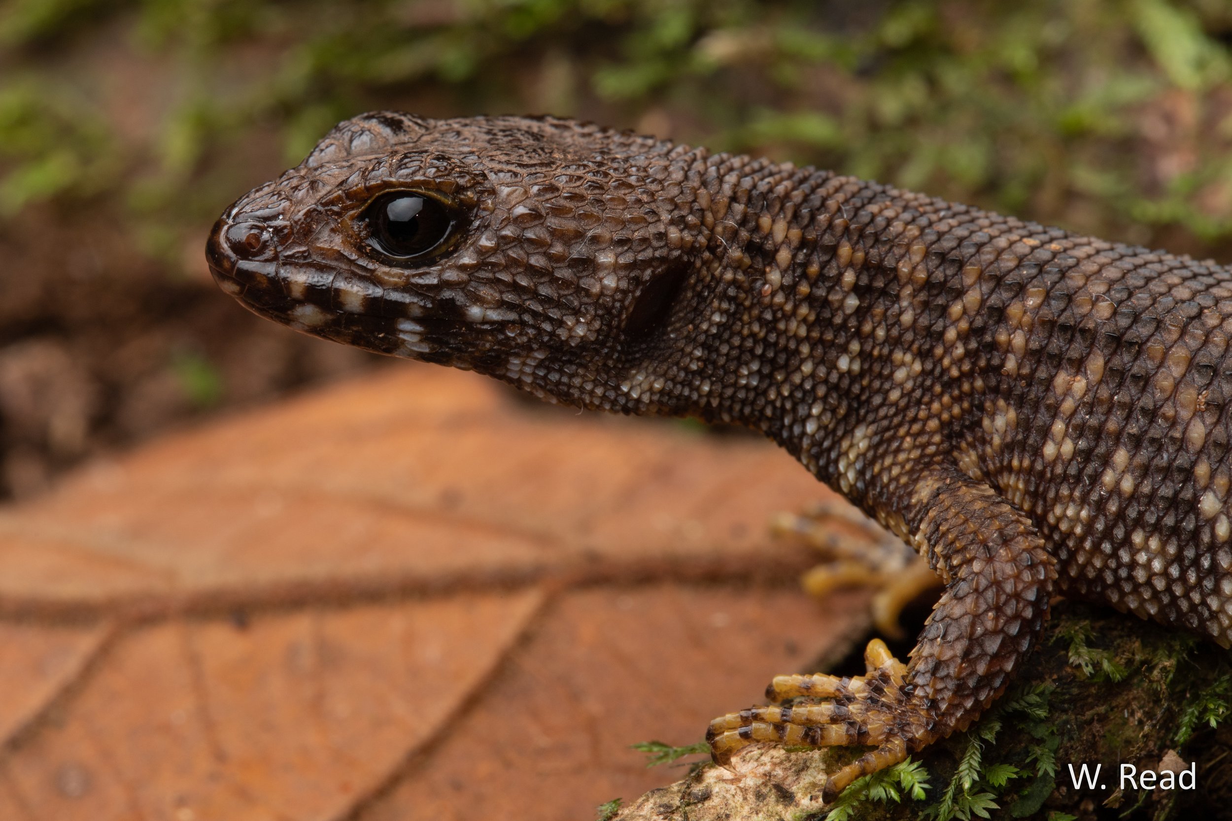 Gnypetoscincus queenslandiae. Ravenshoe, Qld. 2023