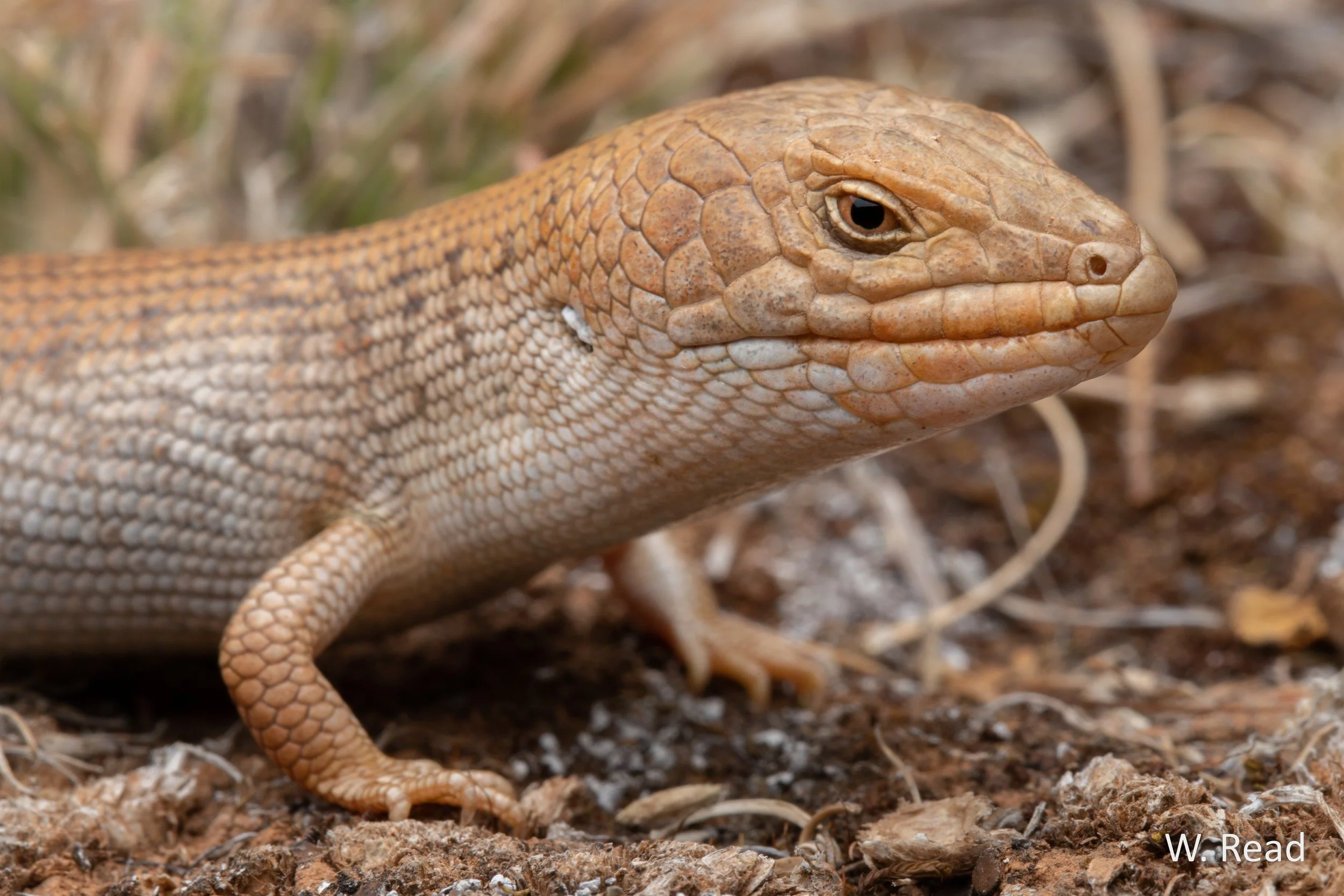 Tiliqua adelaidensis. Burra, SA. 2022