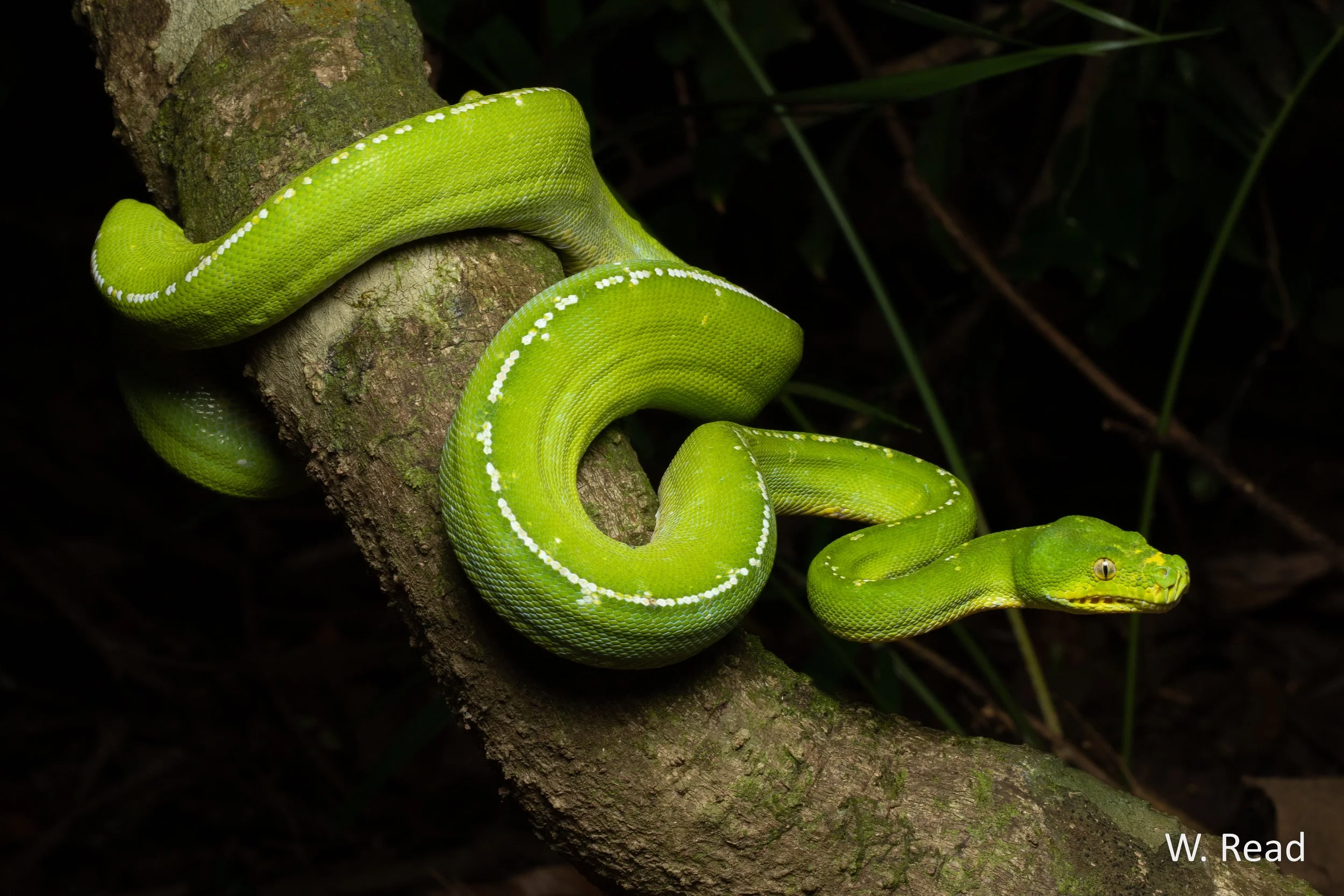Morelia viridis. Iron Range, Qld. 2021