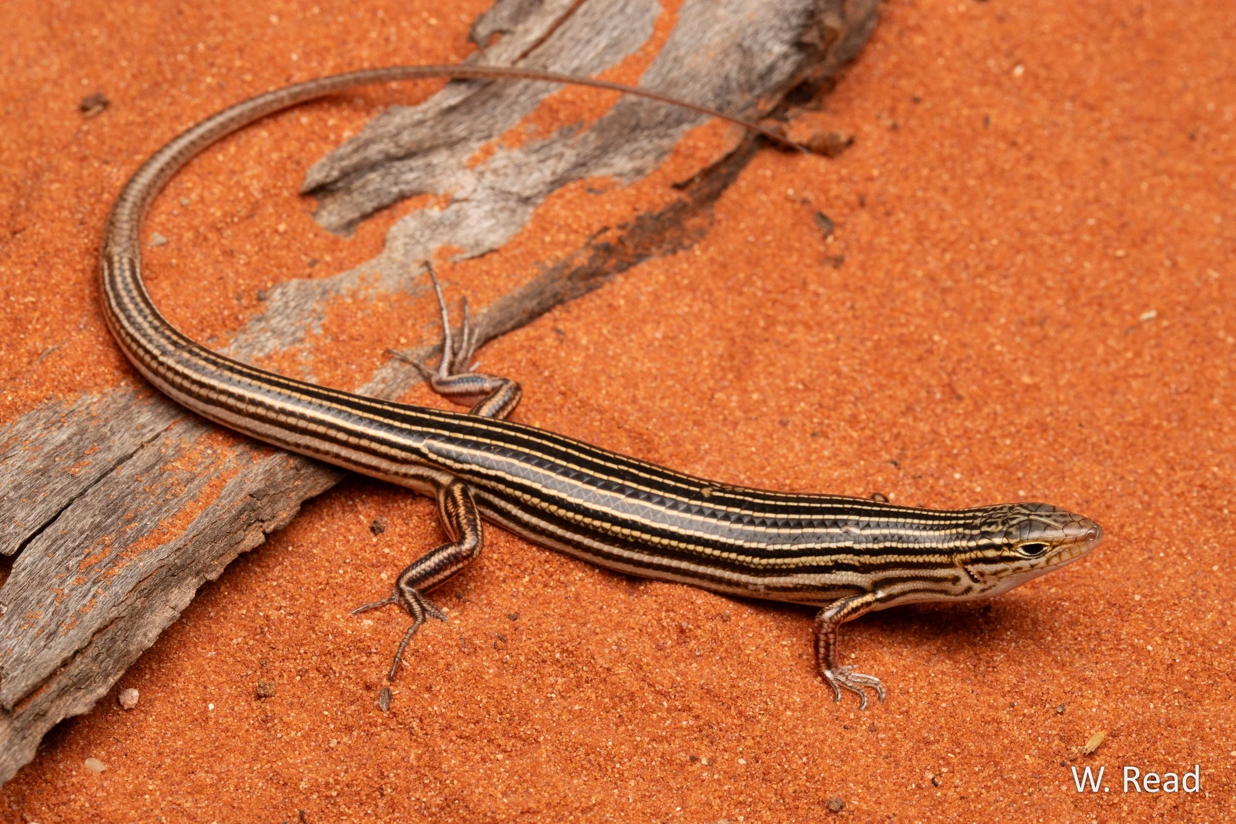 Ctenotus iapetus. Bullara Stn, WA. 2025